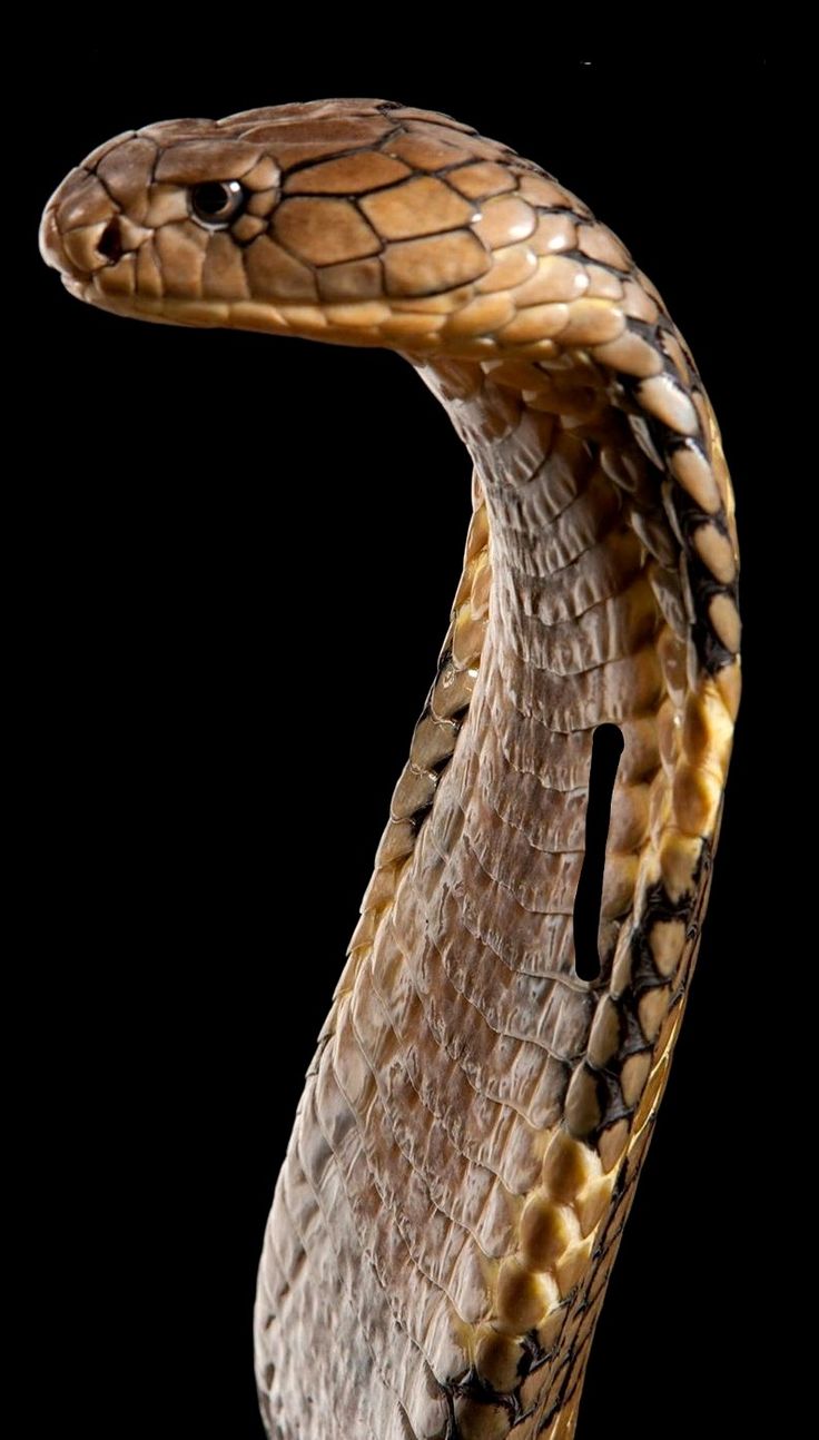 Wallpaper King Cobra Wallpapers