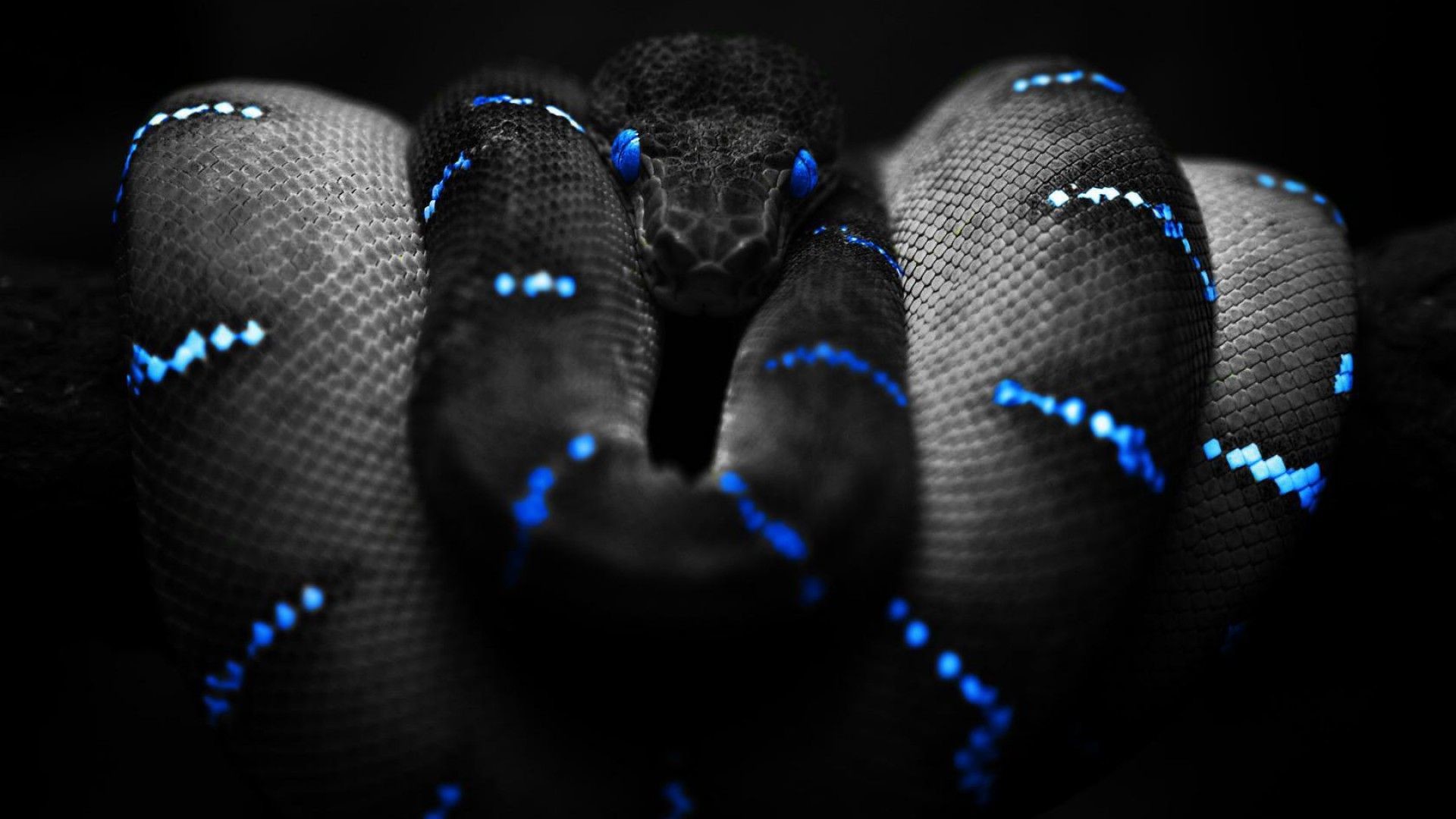 Wallpaper King Cobra Wallpapers