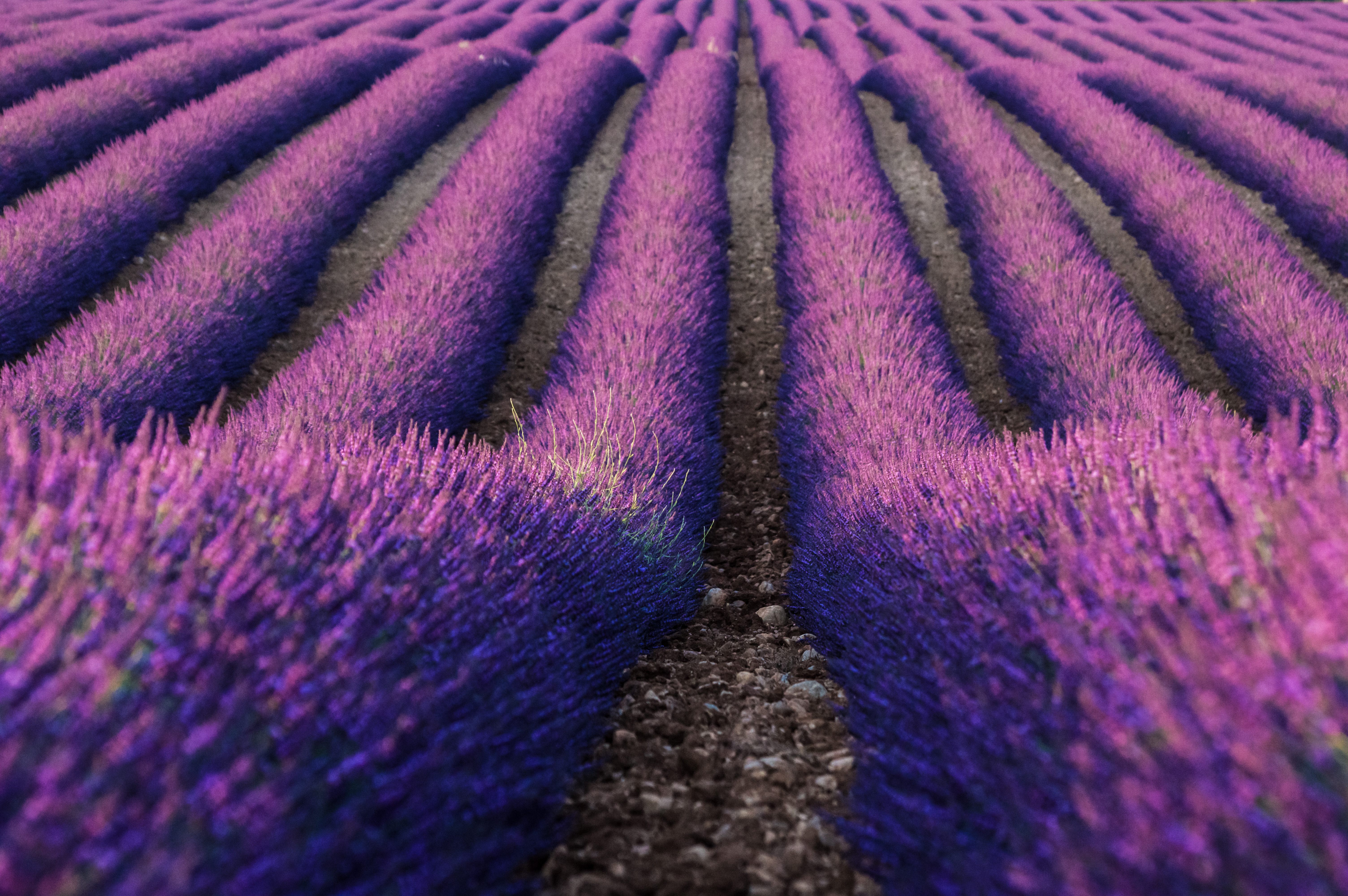 Wallpaper Lavender Field Wallpapers