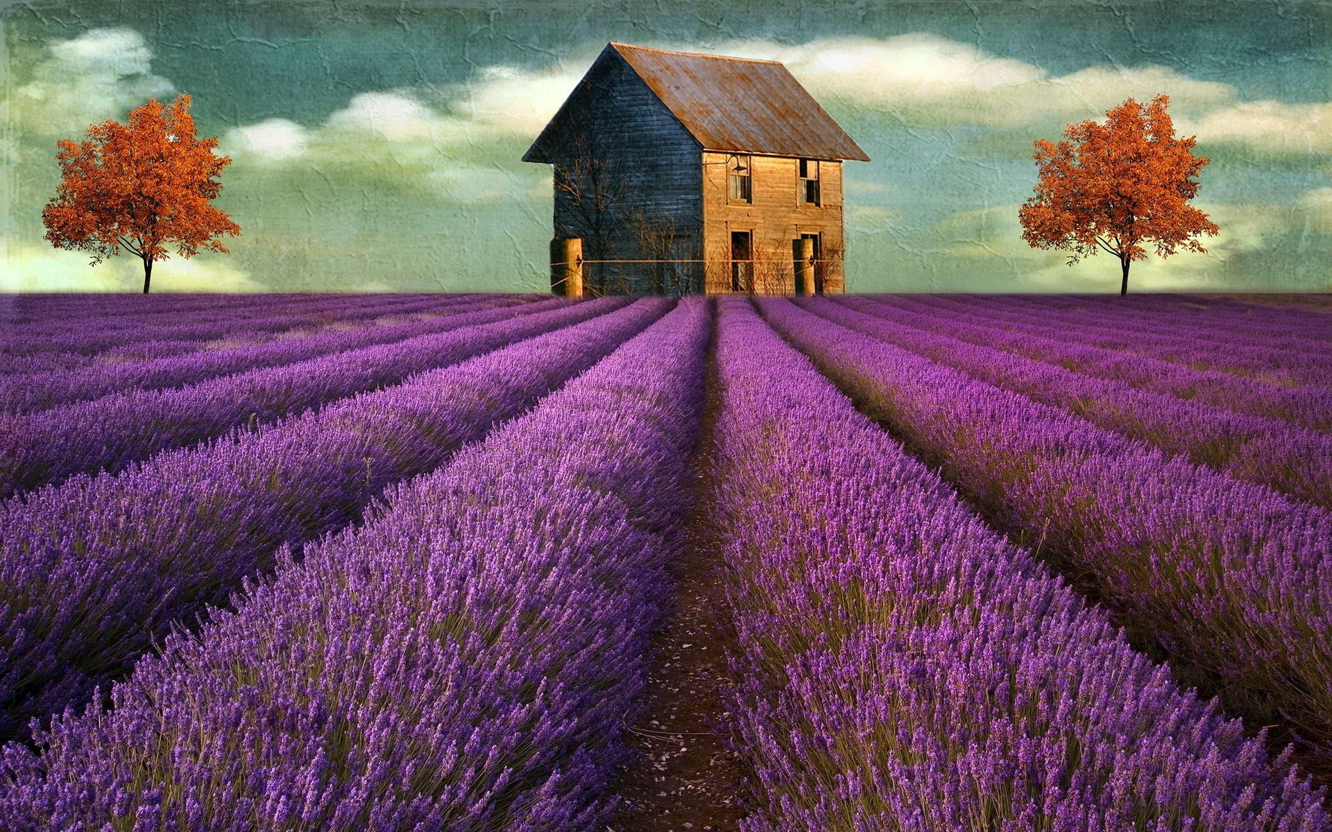 Wallpaper Lavender Field Wallpapers