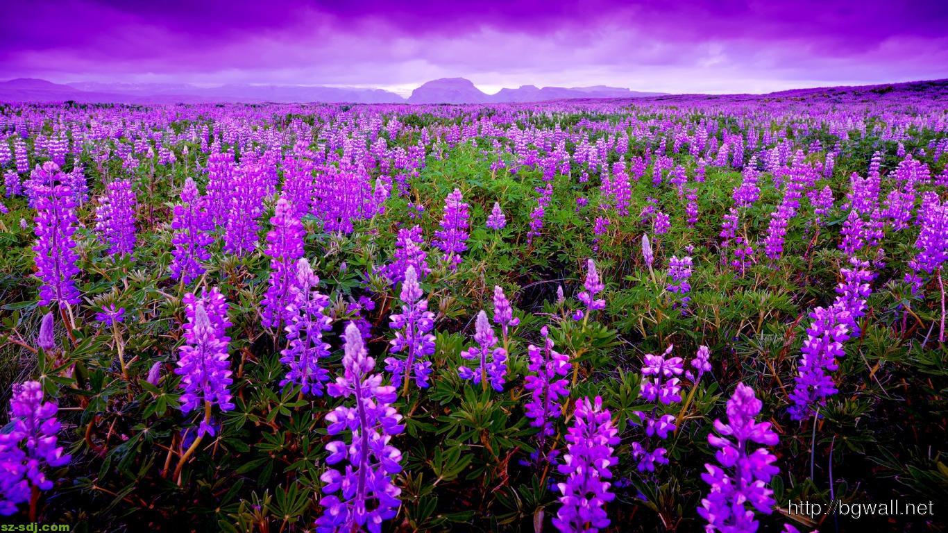 Wallpaper Lavender Field Wallpapers