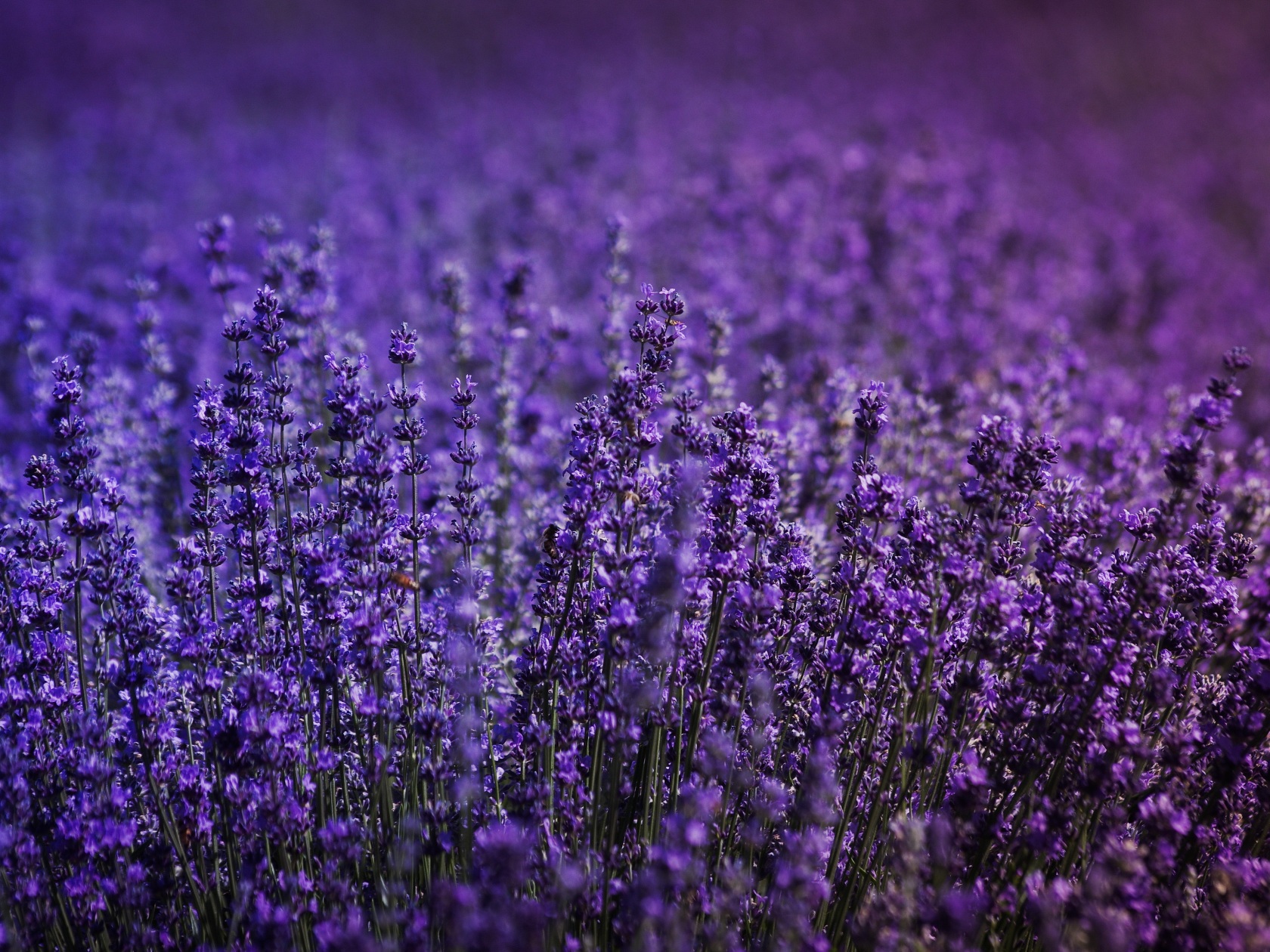 Wallpaper Lavender Field Wallpapers