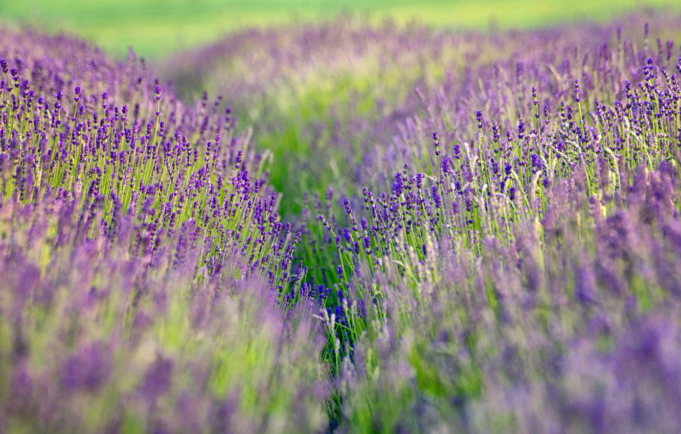 Wallpaper Lavender Field Wallpapers