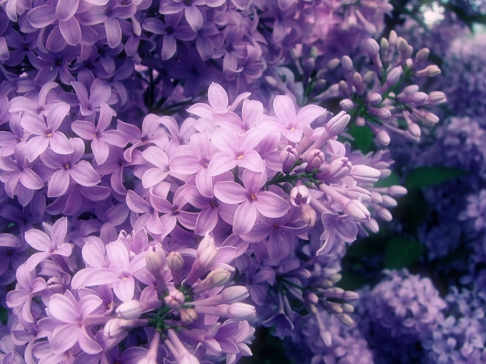 Wallpaper Lilac Flower Wallpapers