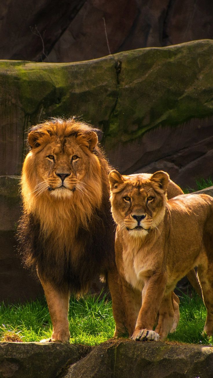 Wallpaper Lion And Lioness Wallpapers