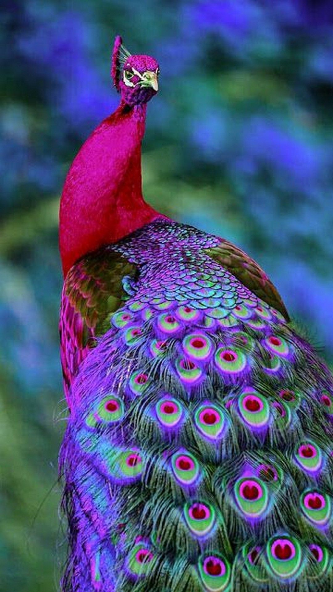 Wallpaper Peacock Wallpapers