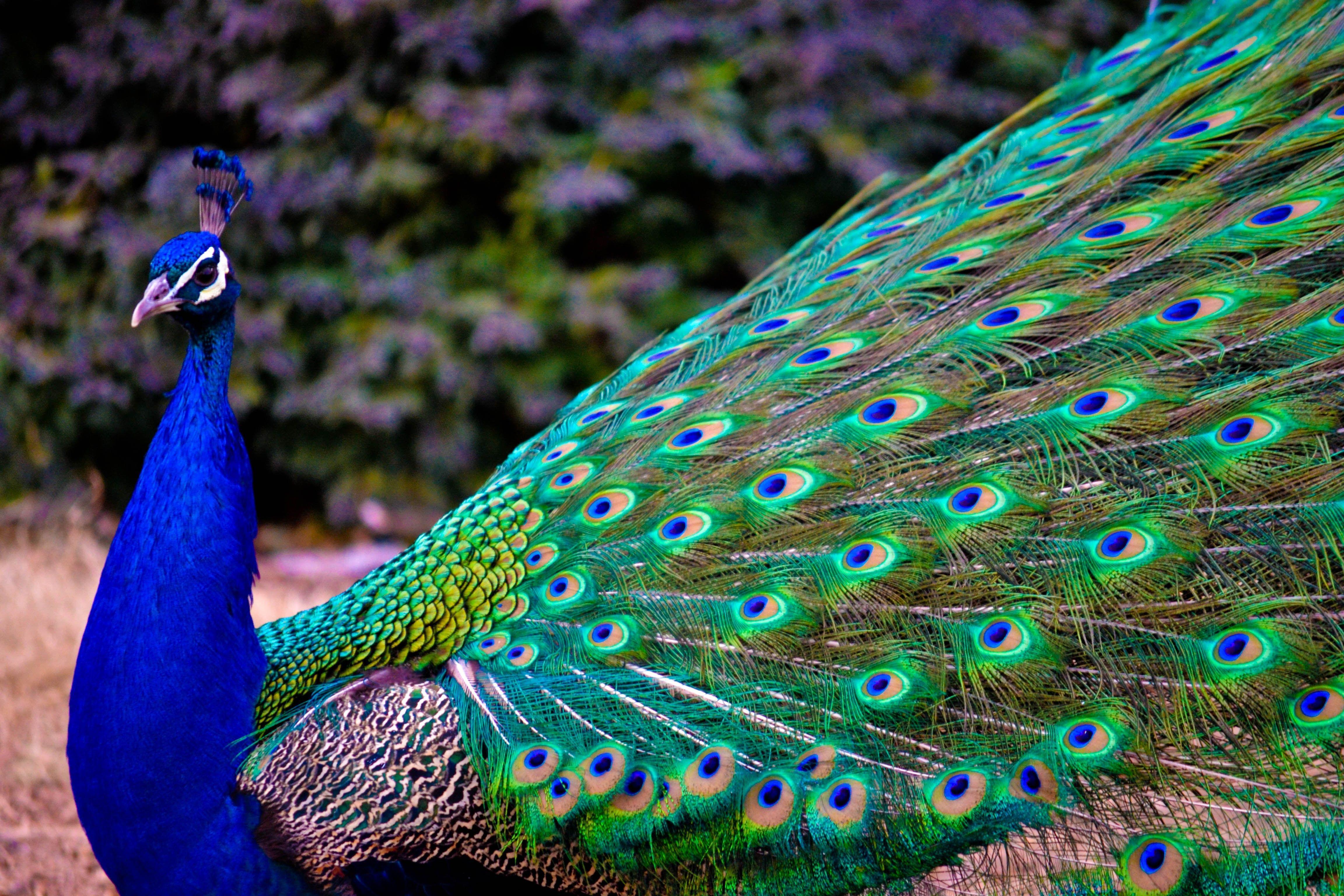 Wallpaper Peacock Wallpapers