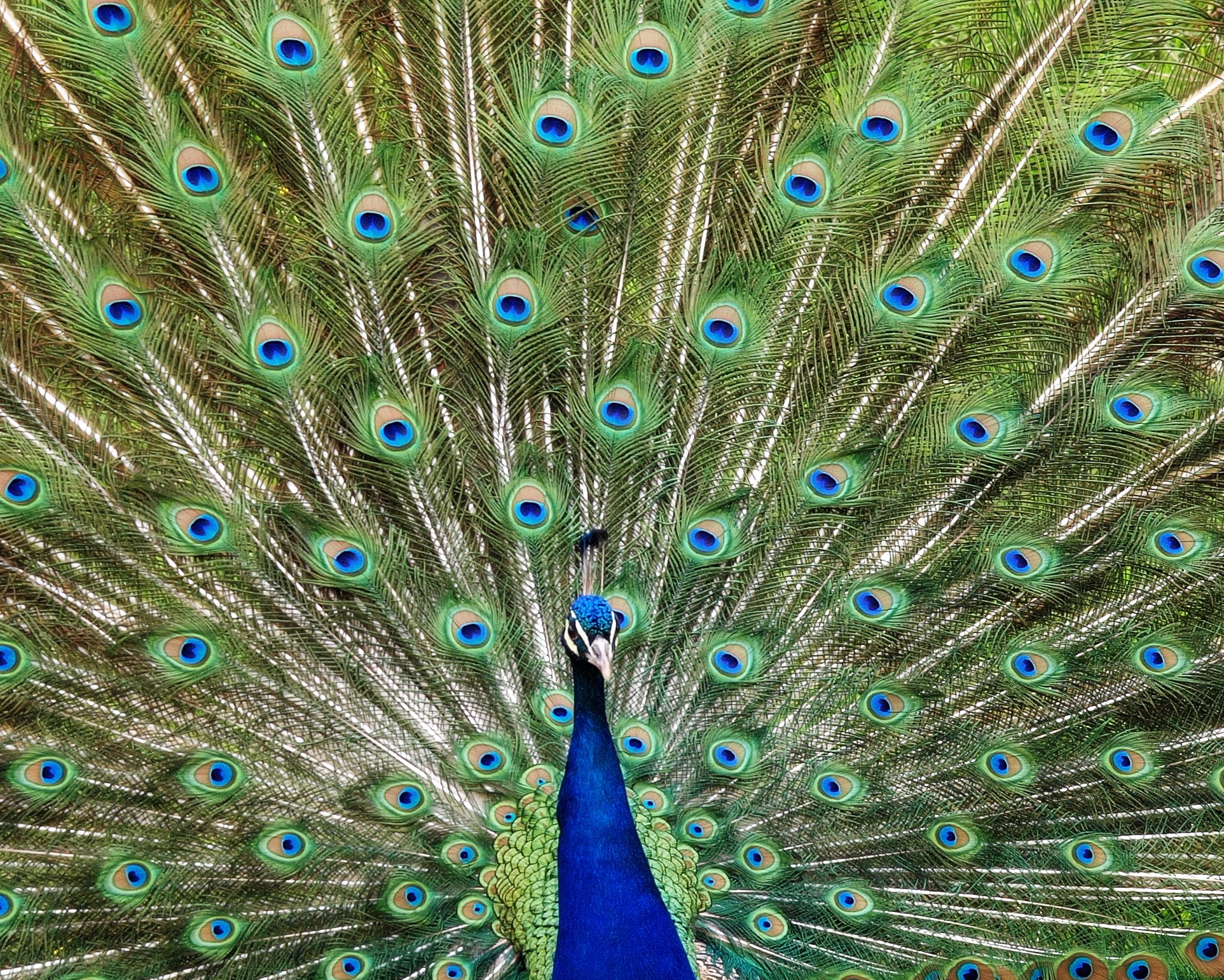 Wallpaper Peacock Wallpapers