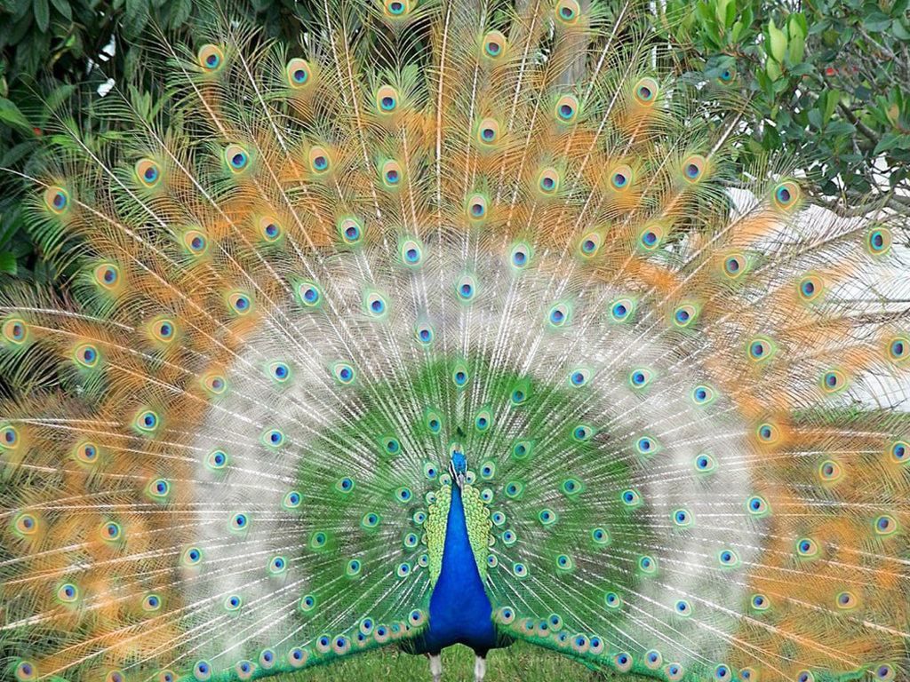 Wallpaper Peacock Wallpapers