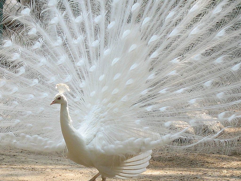 Wallpaper Peacock Wallpapers