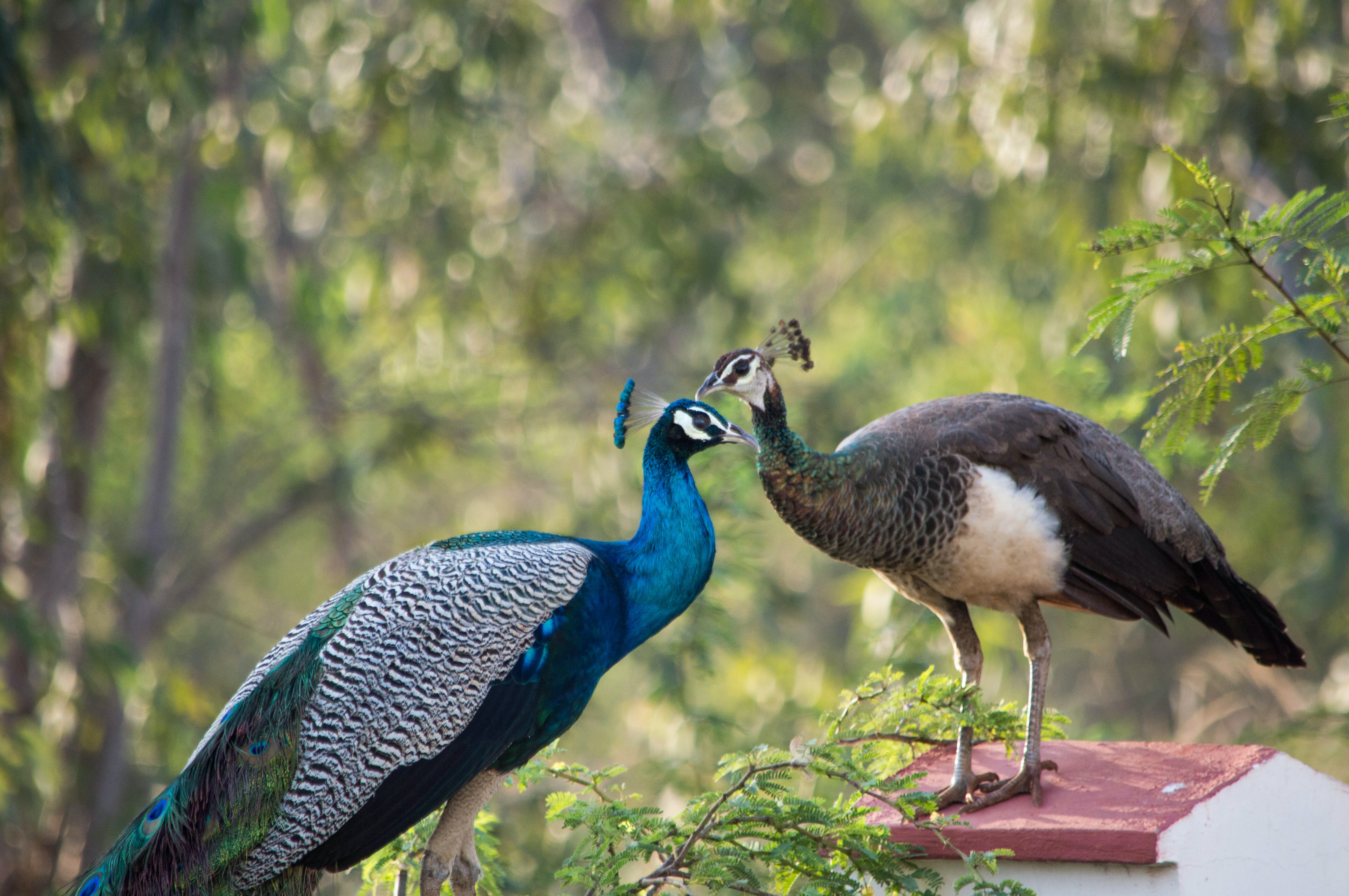 Wallpaper Peacock Wallpapers