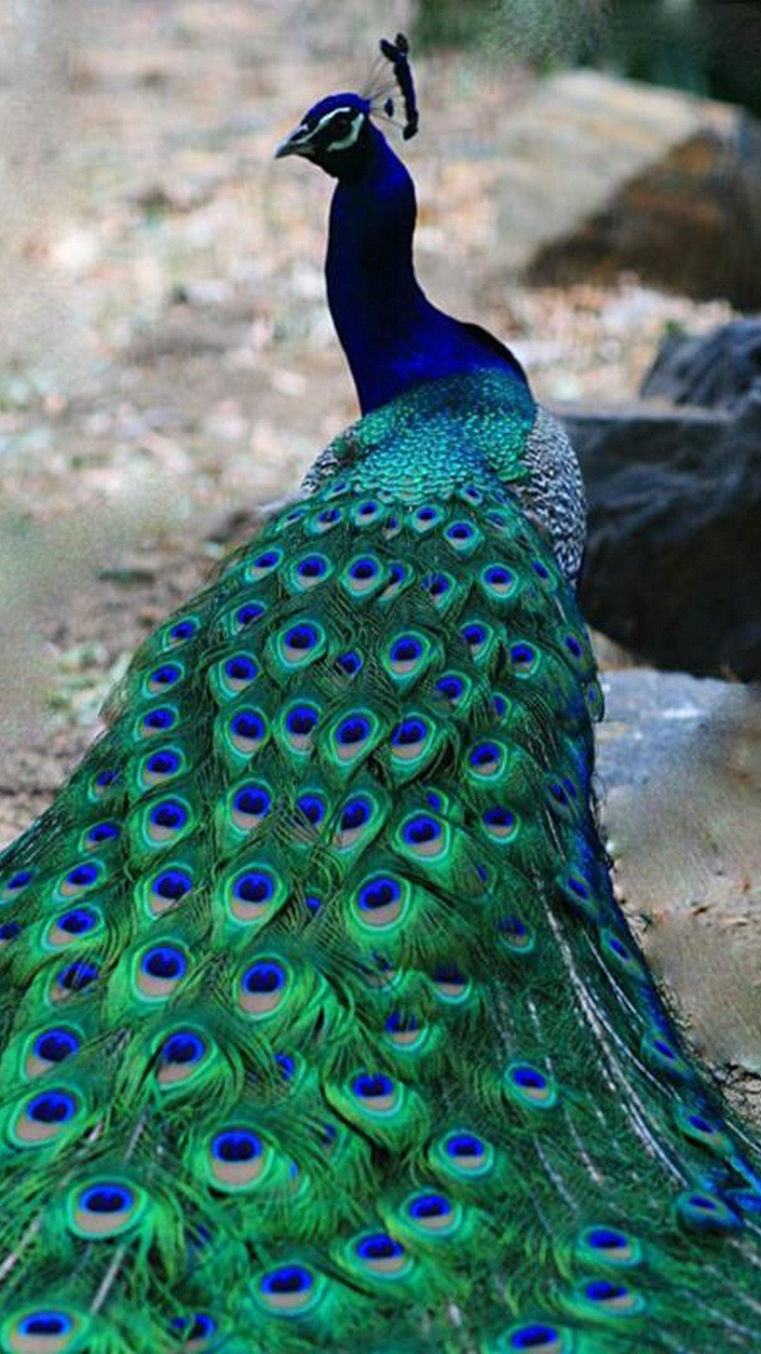 Wallpaper Peacock Wallpapers