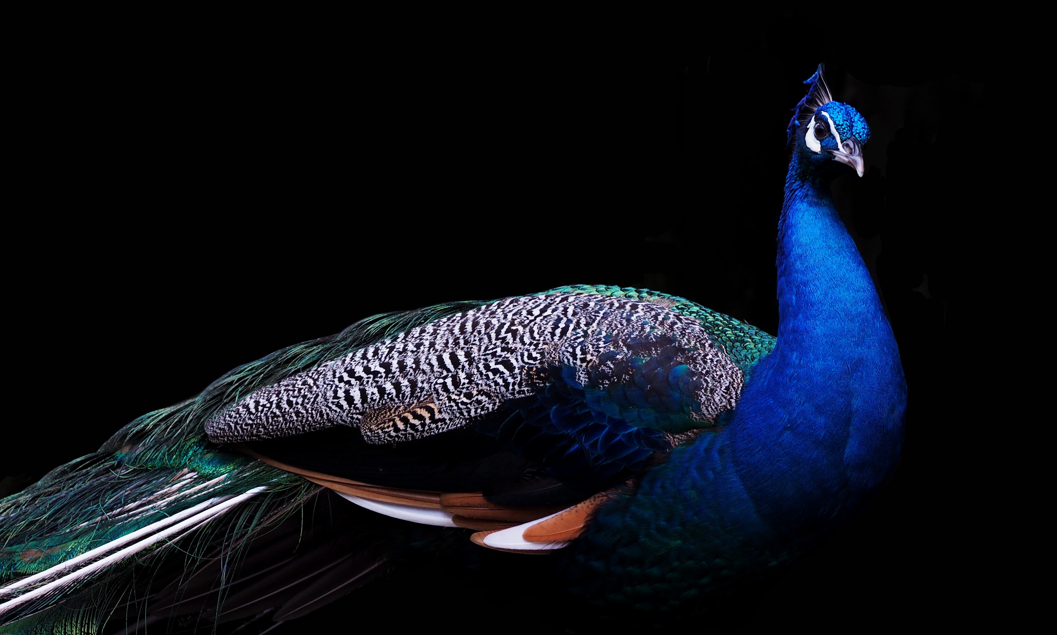 Wallpaper Peacock Wallpapers