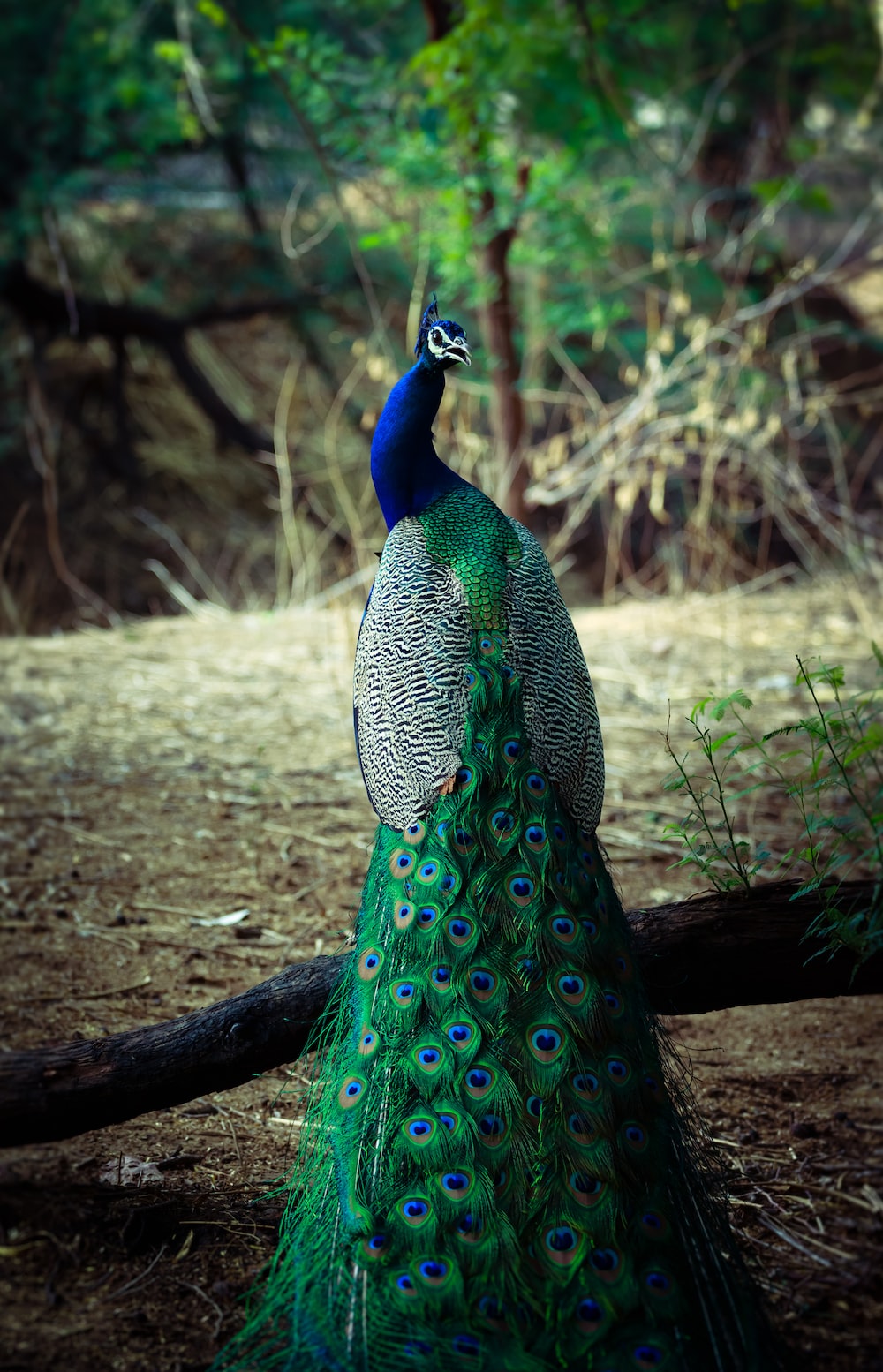 Wallpaper Peacock Wallpapers