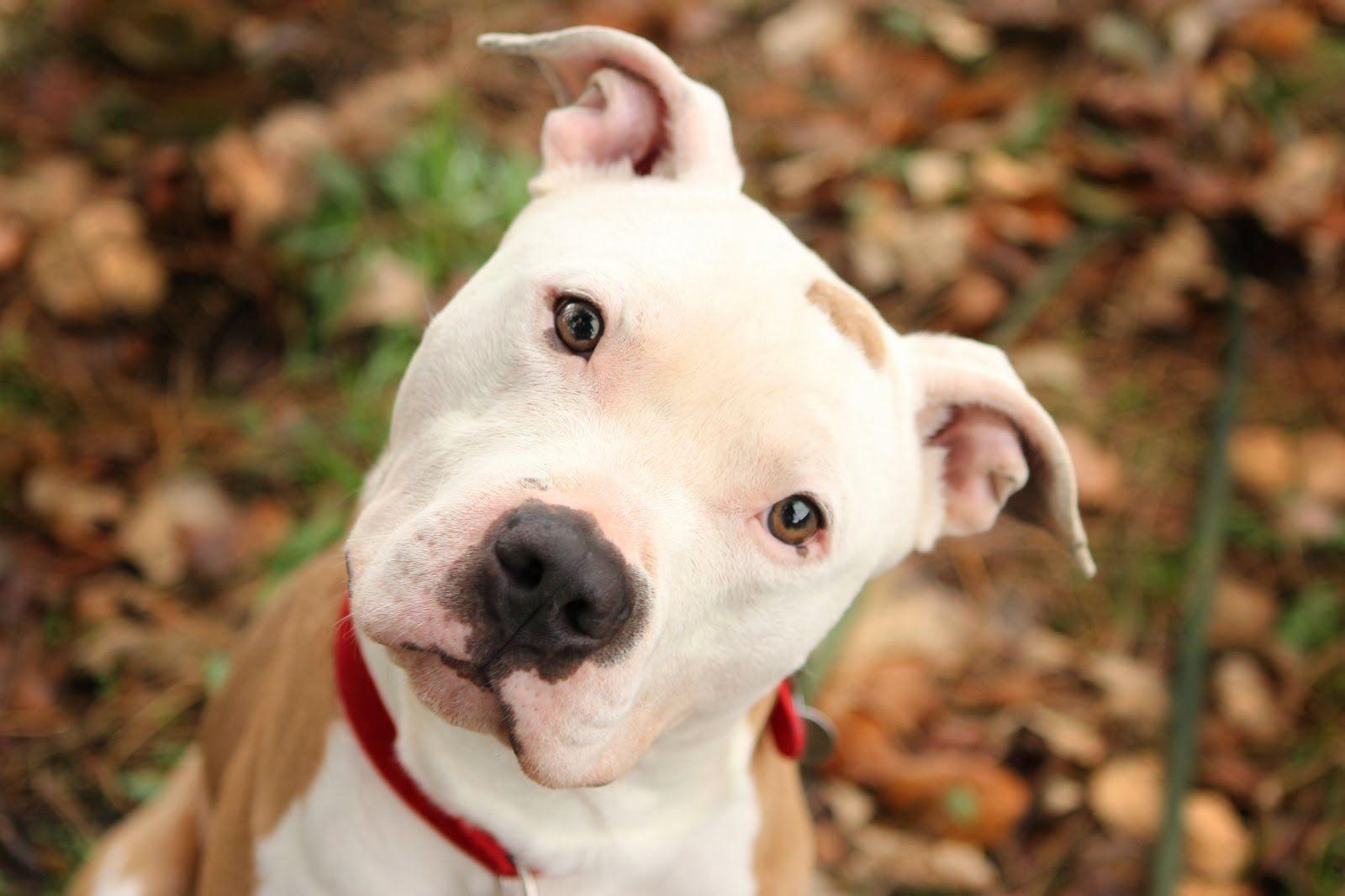 Wallpaper Pit Bulls Wallpapers