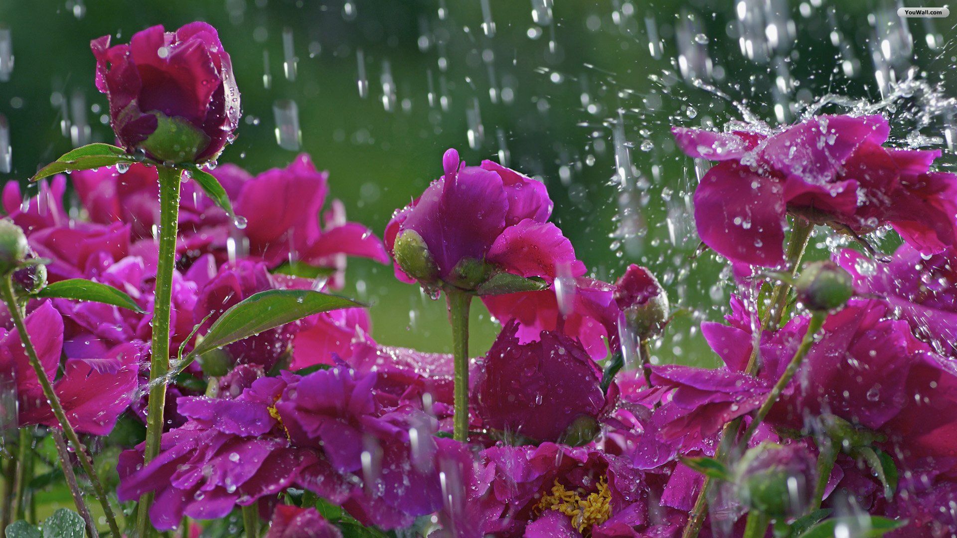 Wallpaper Purple Rain Wallpapers