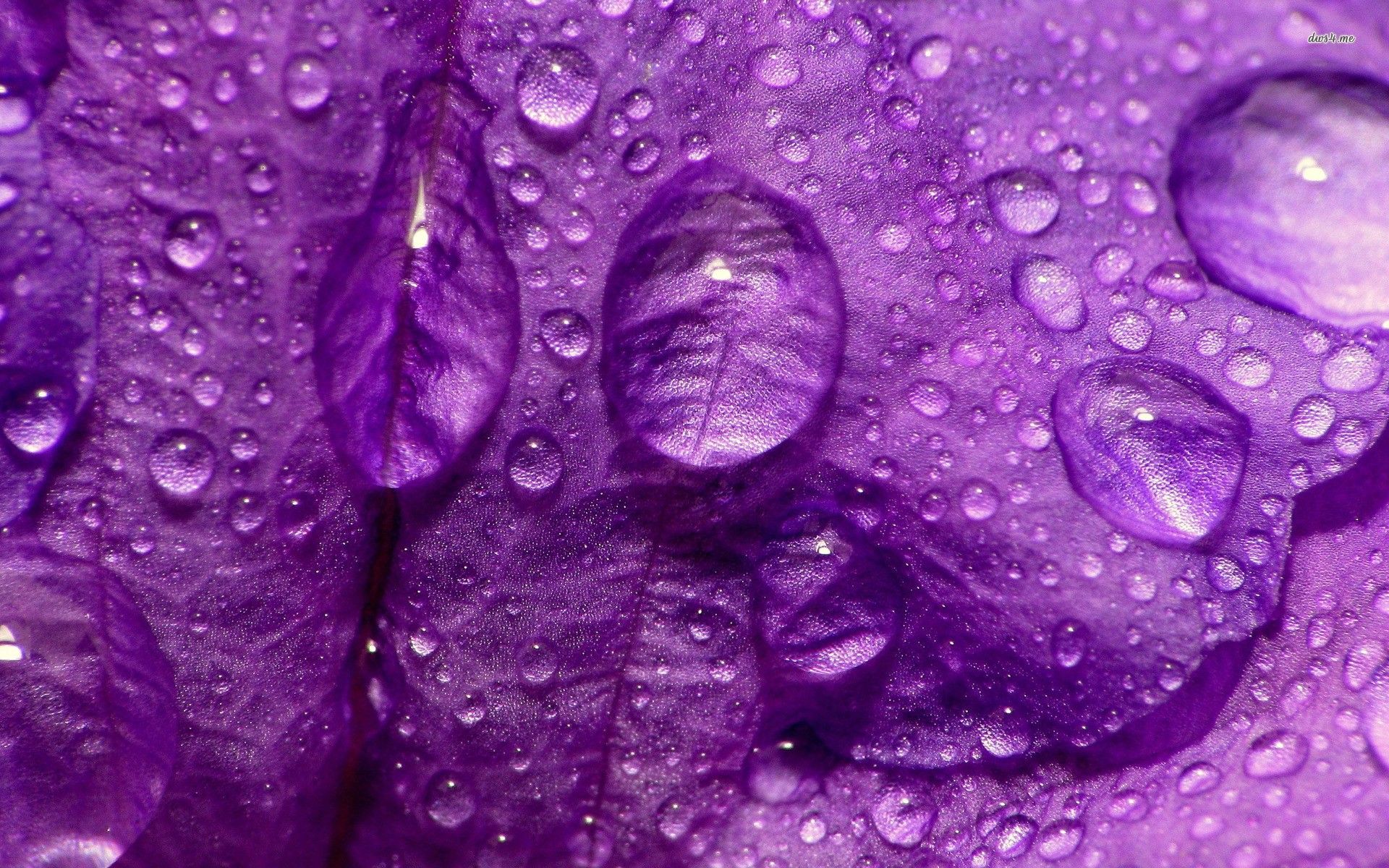 Wallpaper Purple Rain Wallpapers