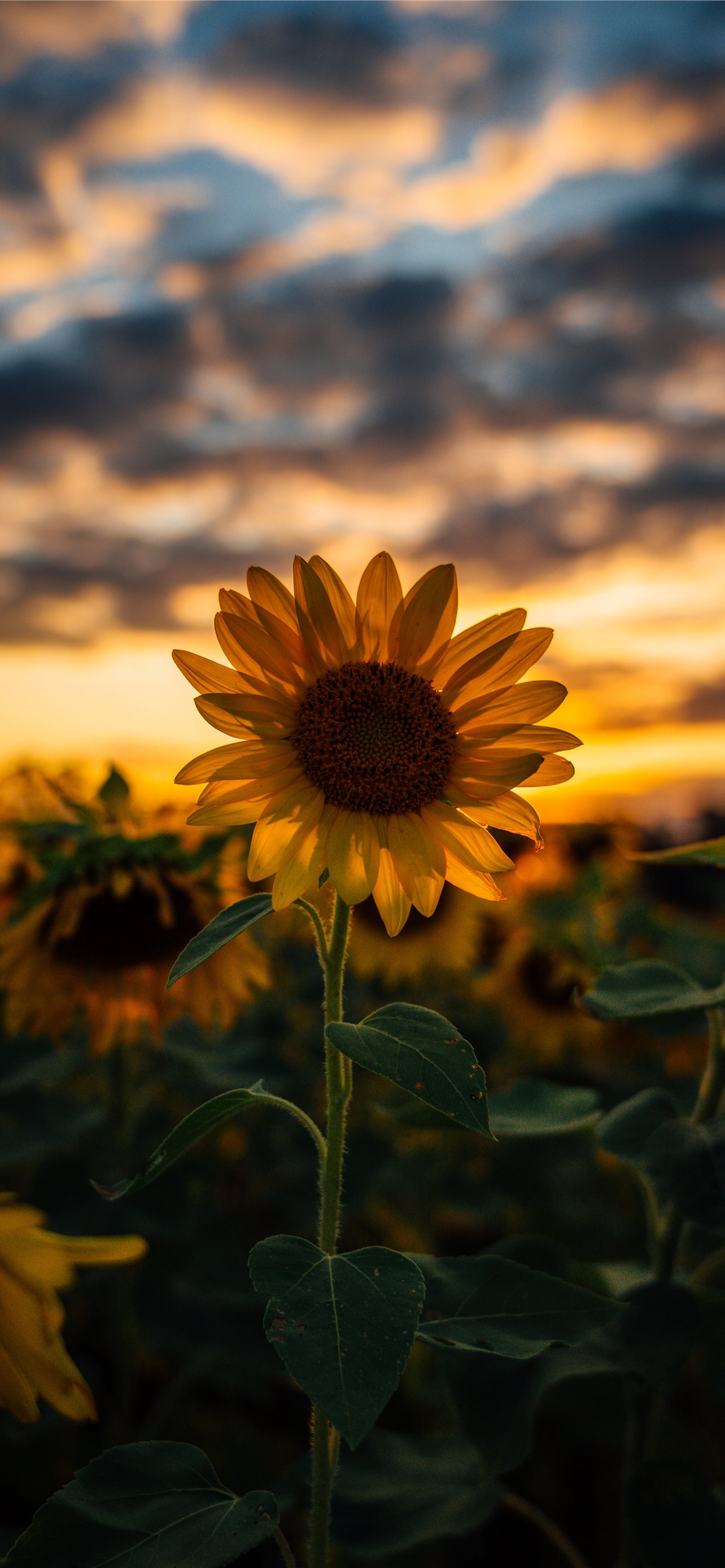 Wallpaper Sunflower Pattern Wallpapers