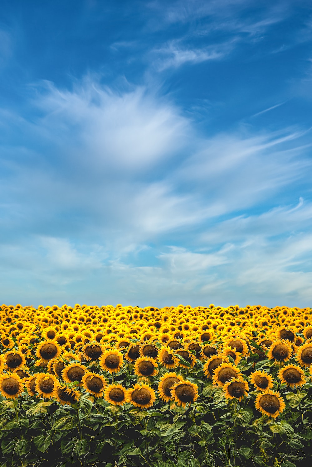 Wallpaper Sunflower Pattern Wallpapers