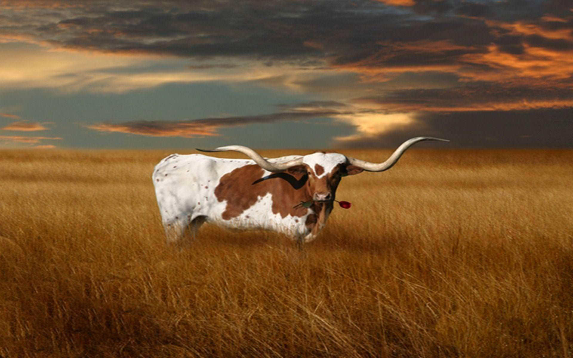 Wallpaper Texas Longhorns Wallpapers