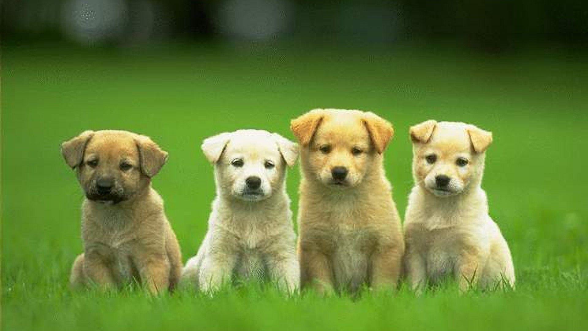 Wallpaper Tiny Cute Puppies Wallpapers