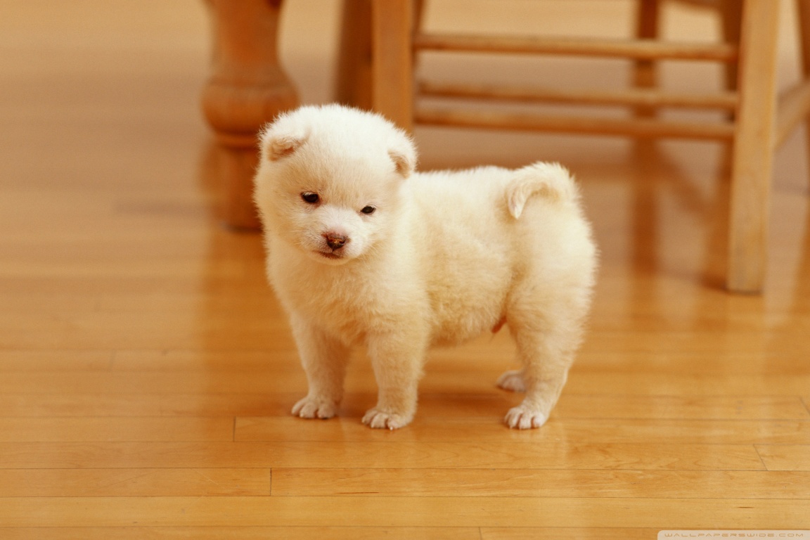 Wallpaper Tiny Cute Puppies Wallpapers