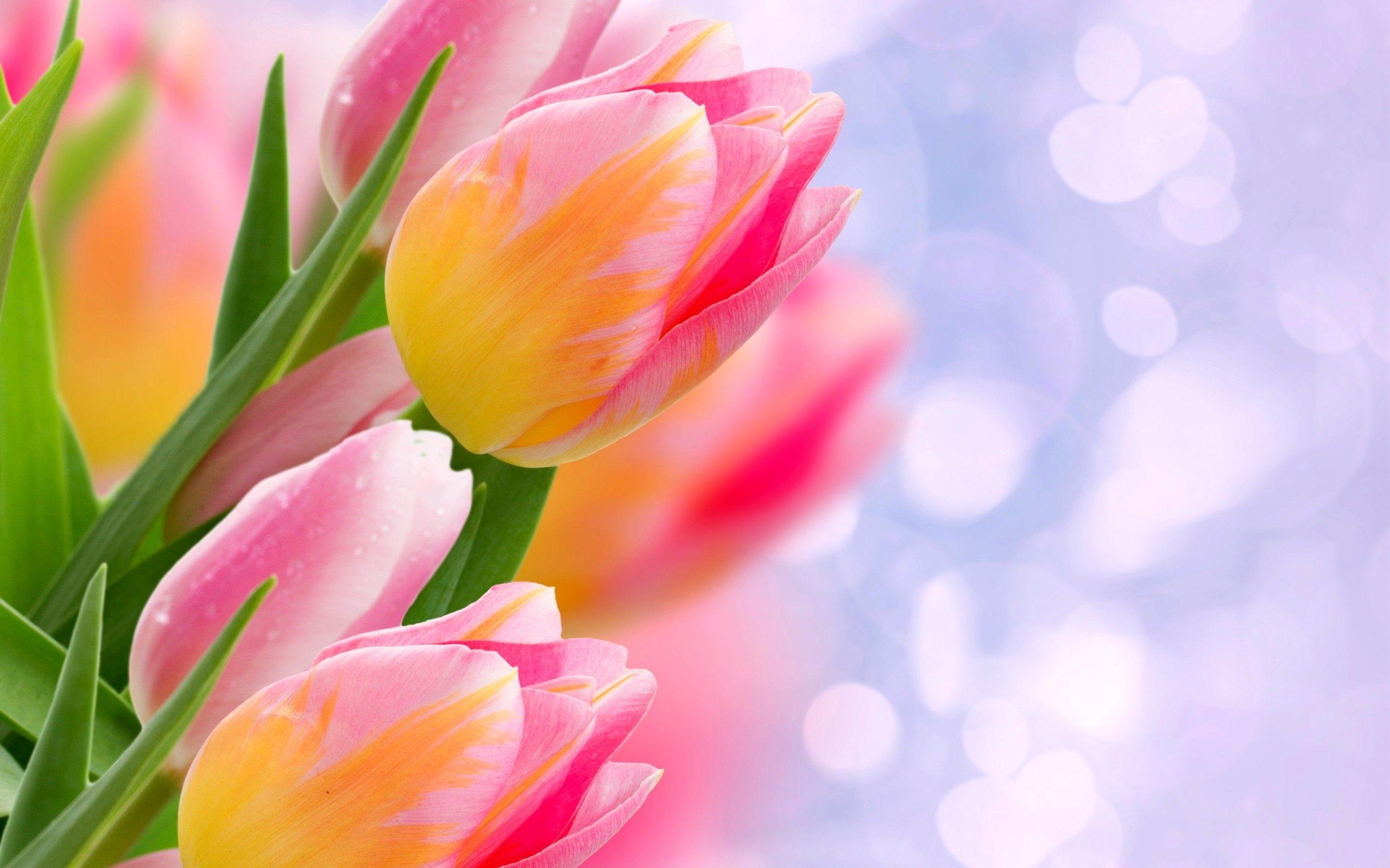 Wallpaper Tulips Wallpapers