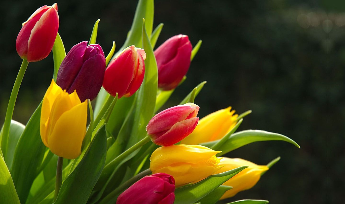 Wallpaper Tulips Wallpapers