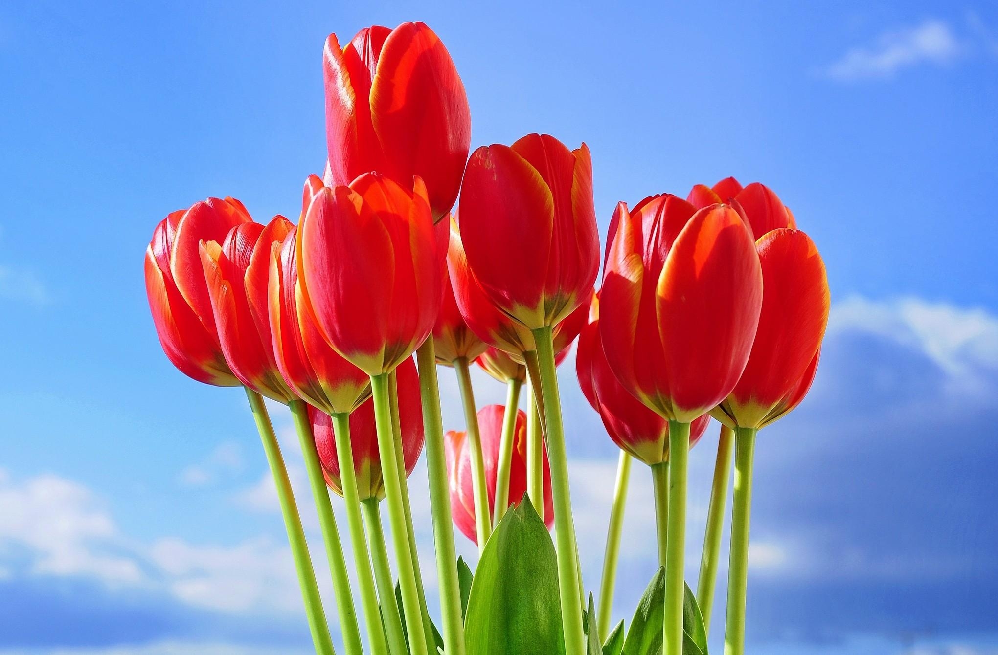 Wallpaper Tulips Wallpapers