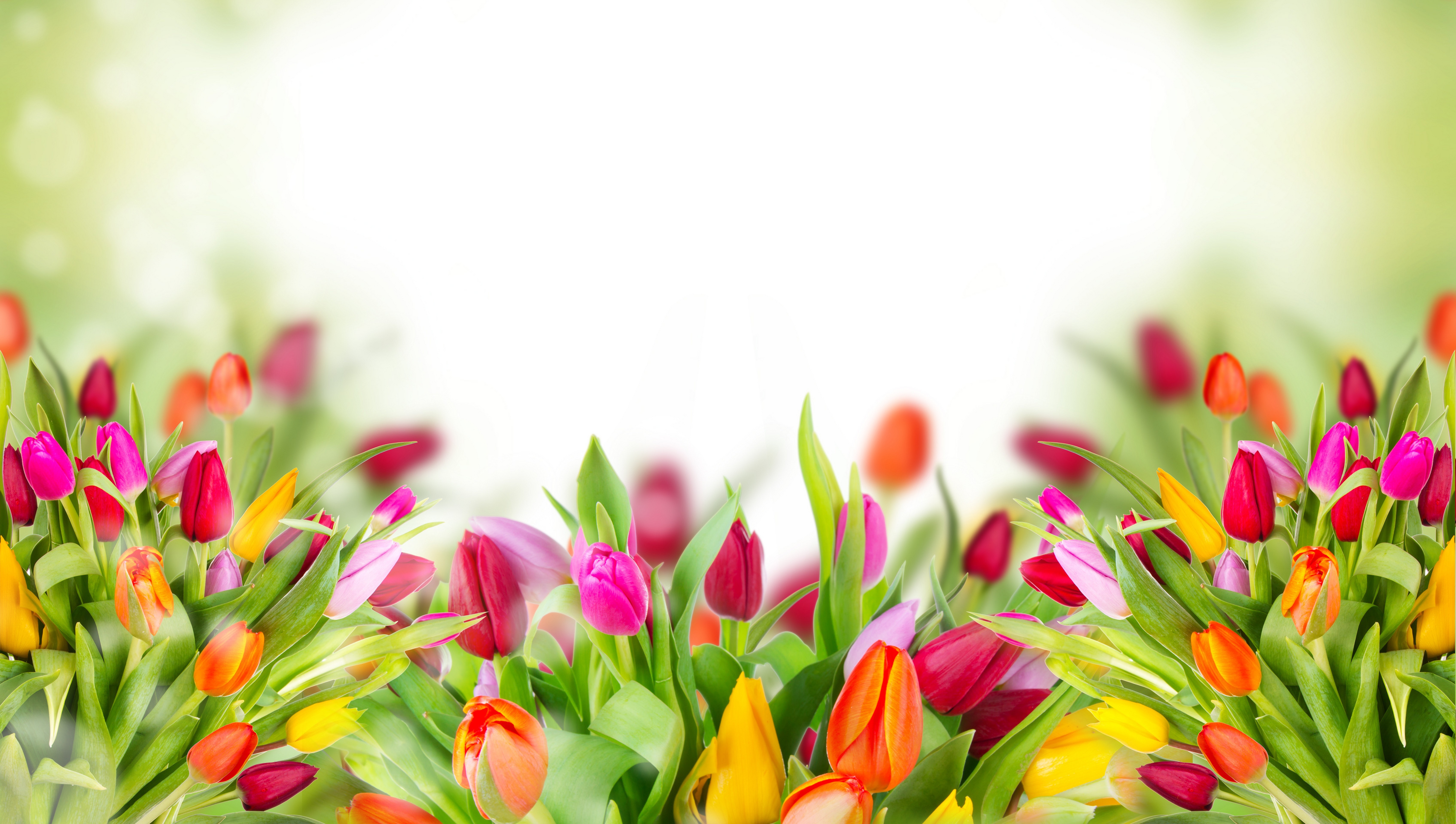 Wallpaper Tulips Wallpapers