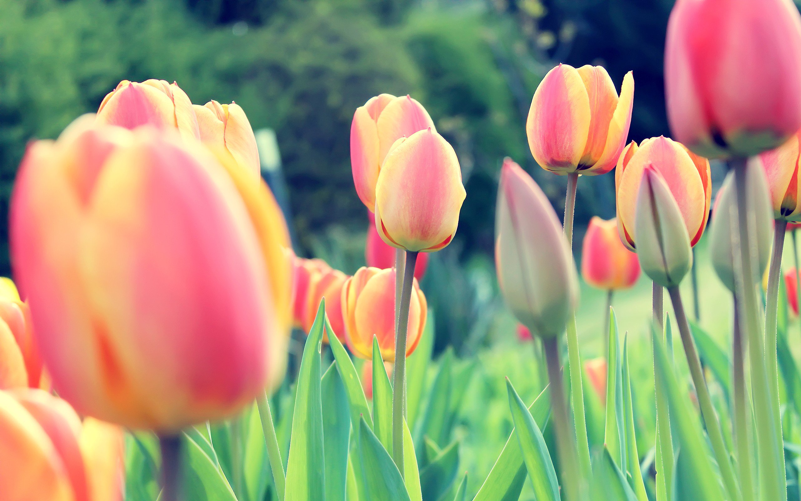 Wallpaper Tulips Wallpapers