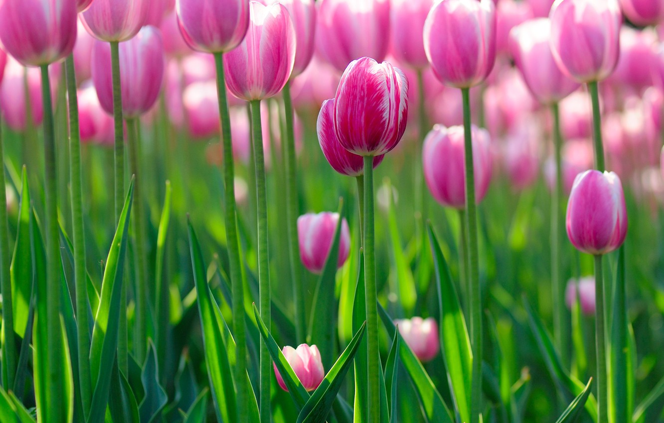 Wallpaper Tulips Wallpapers