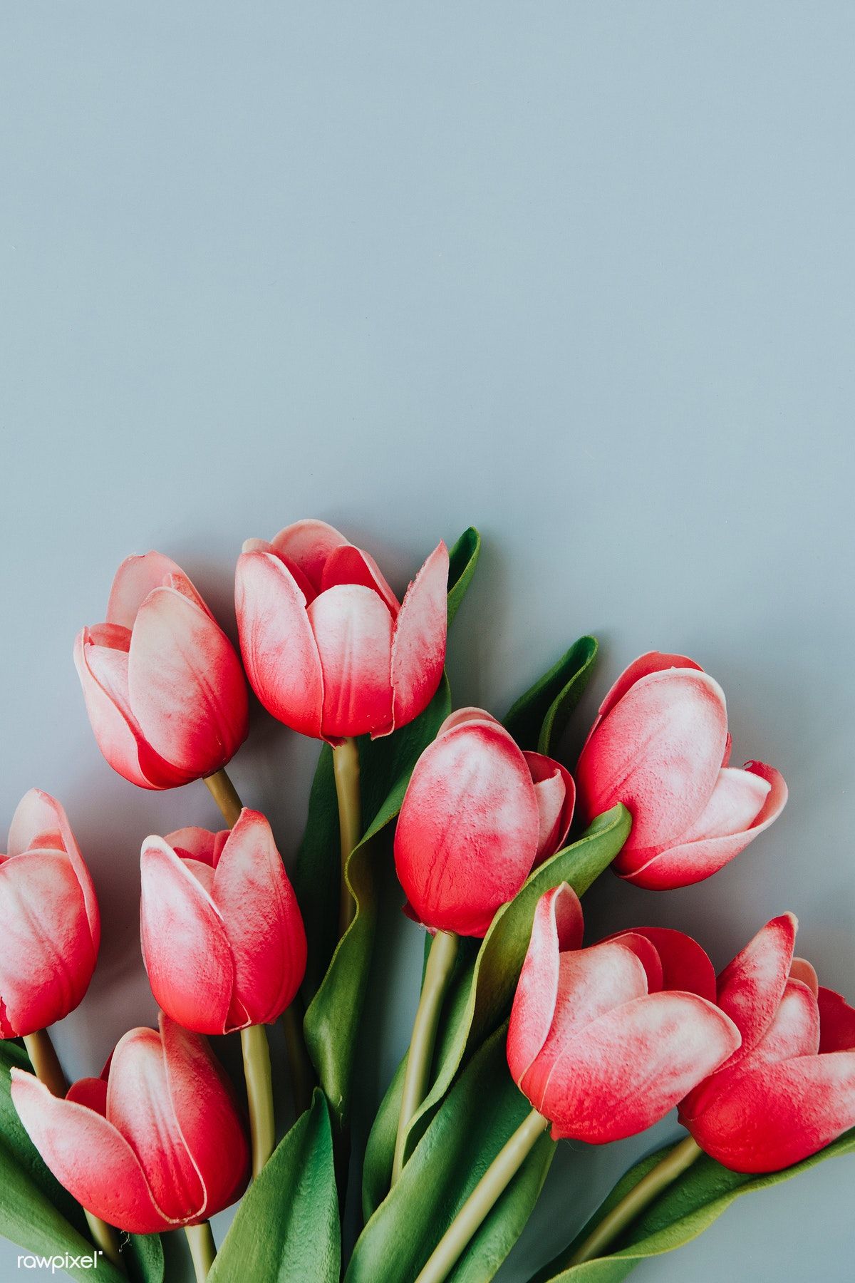 Wallpaper Tulips Wallpapers