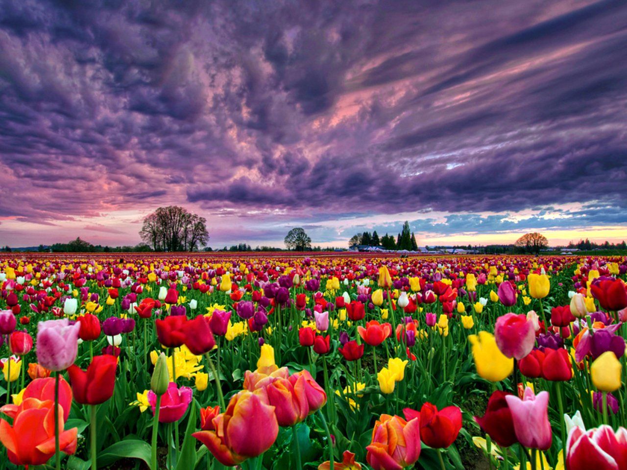 Wallpaper Tulips Wallpapers