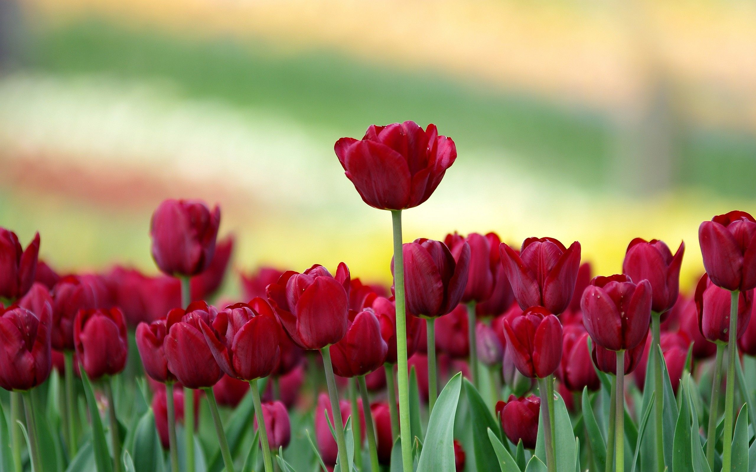 Wallpaper Tulips Wallpapers