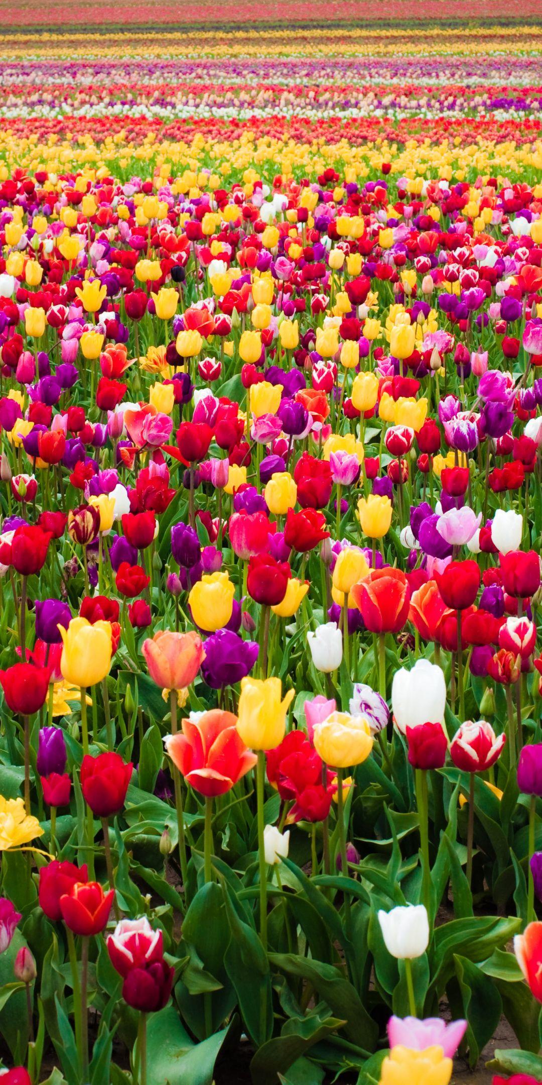 Wallpaper Tulips Wallpapers