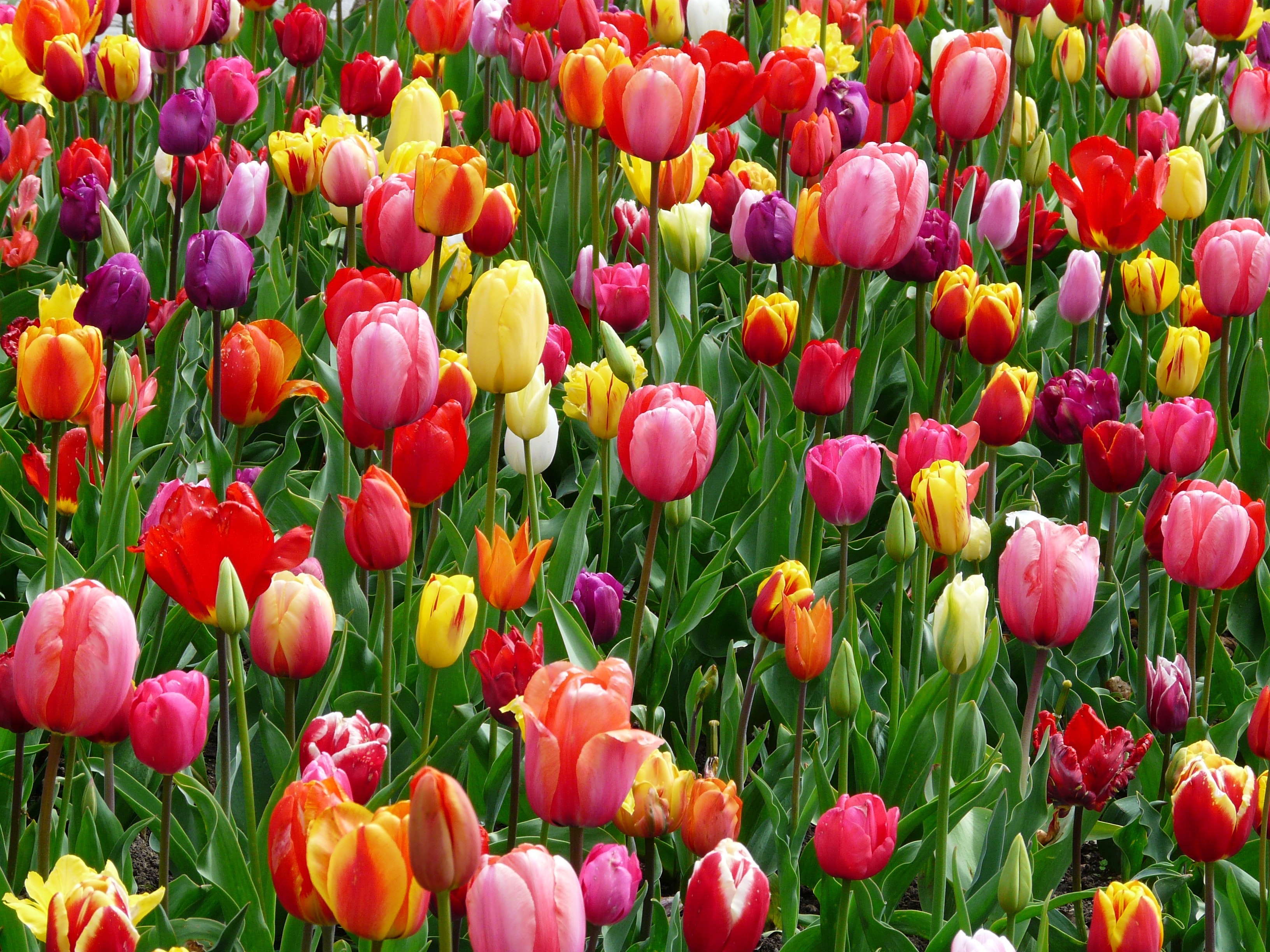 Wallpaper Tulips Wallpapers