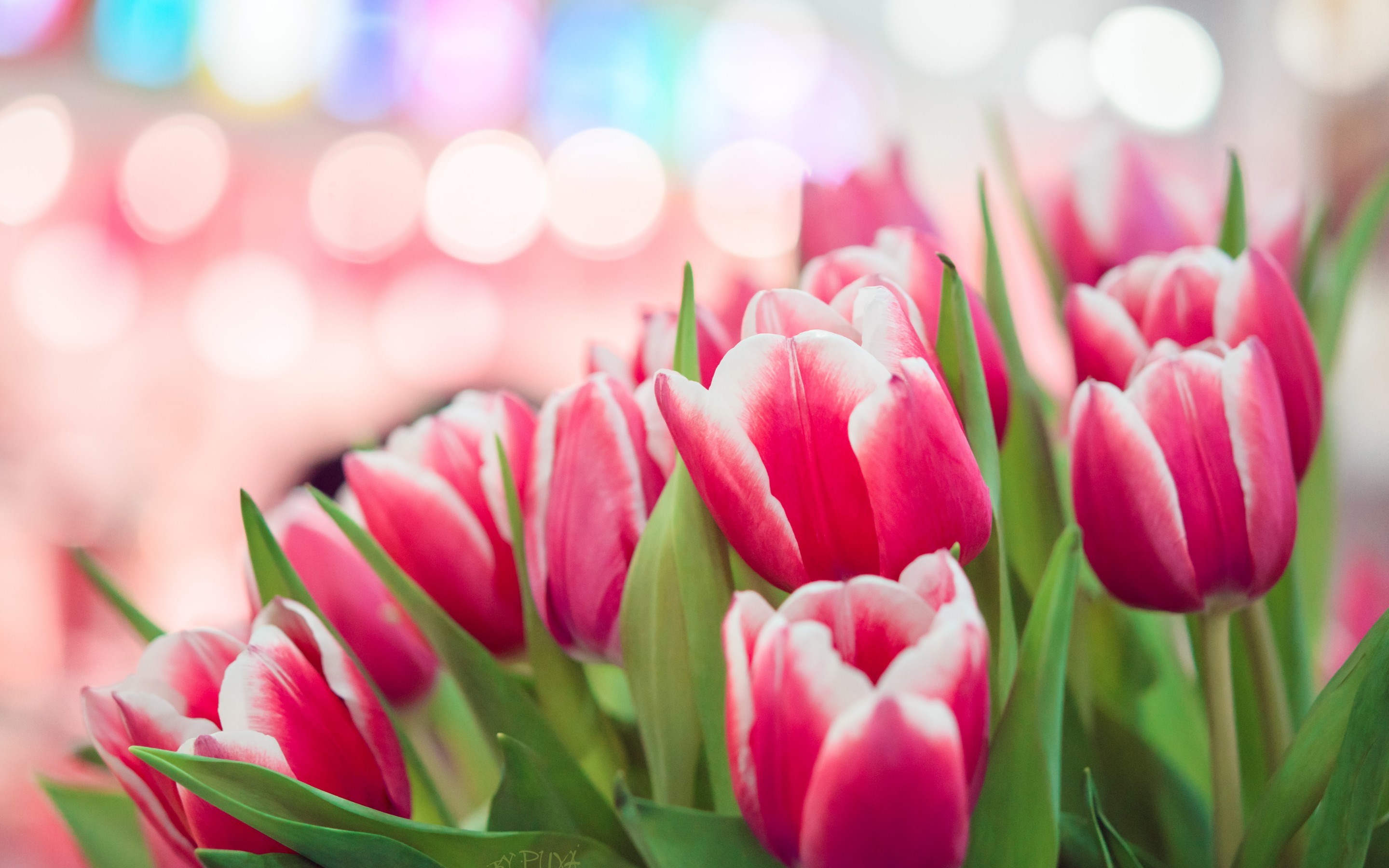 Wallpaper Tulips Wallpapers