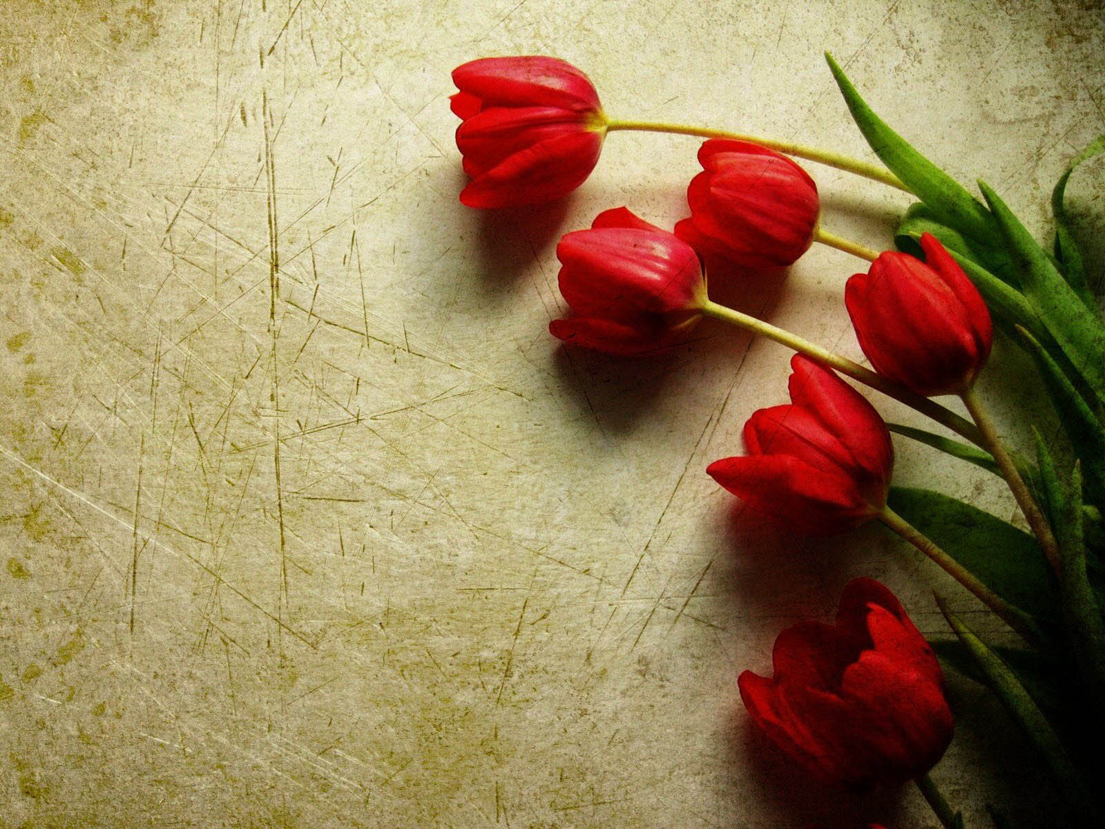 Wallpaper Tulips Wallpapers