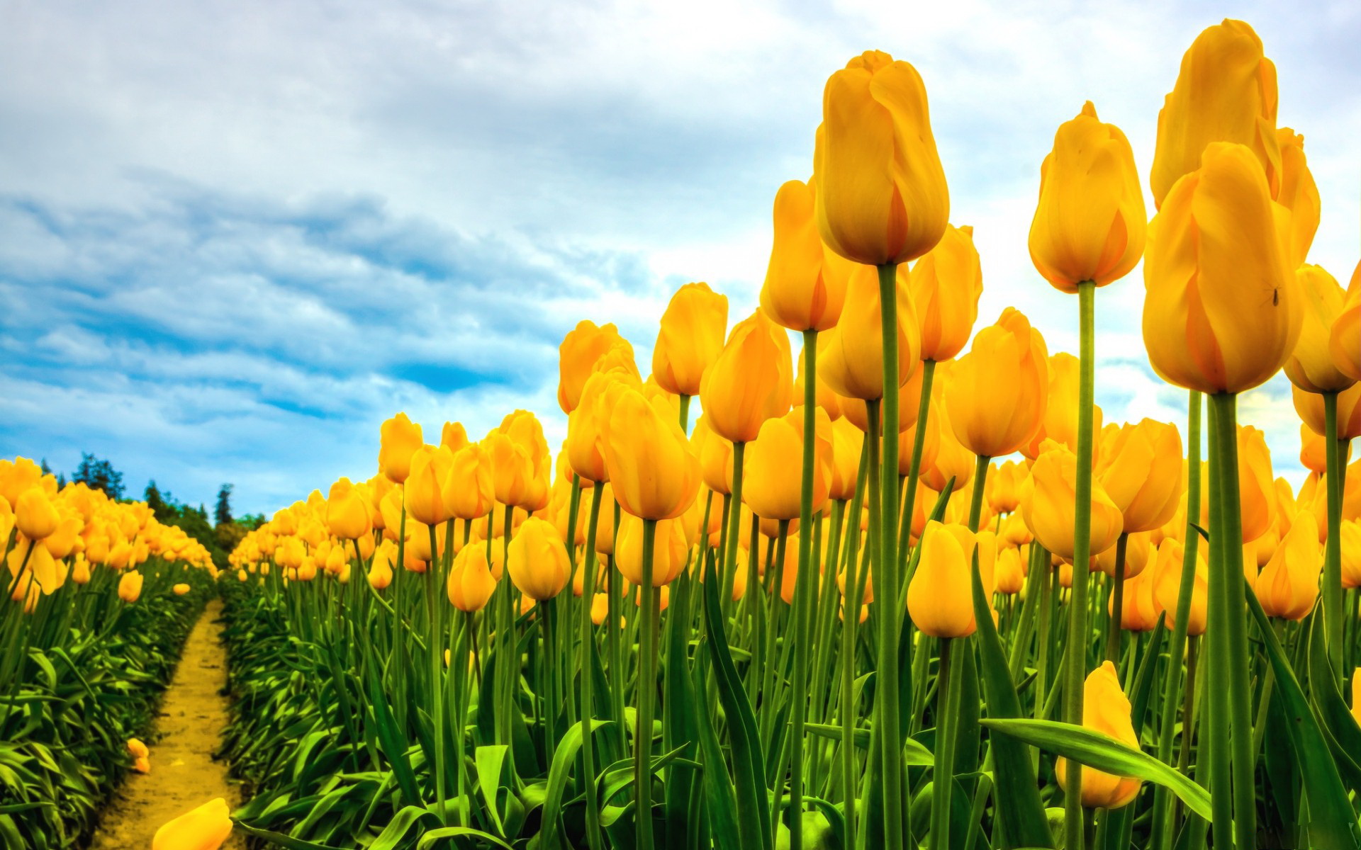 Wallpaper Tulips Wallpapers