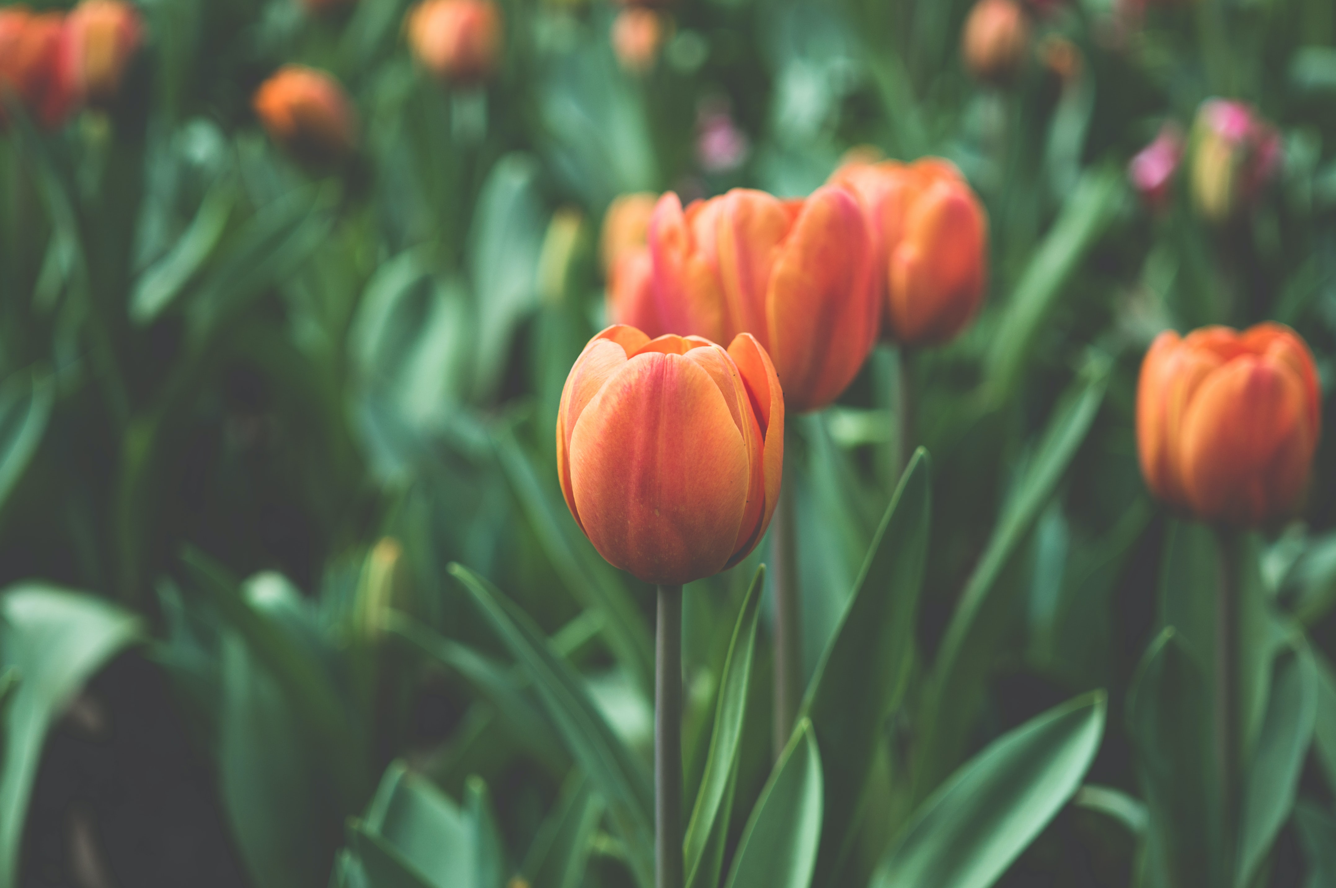 Wallpaper Tulips Wallpapers