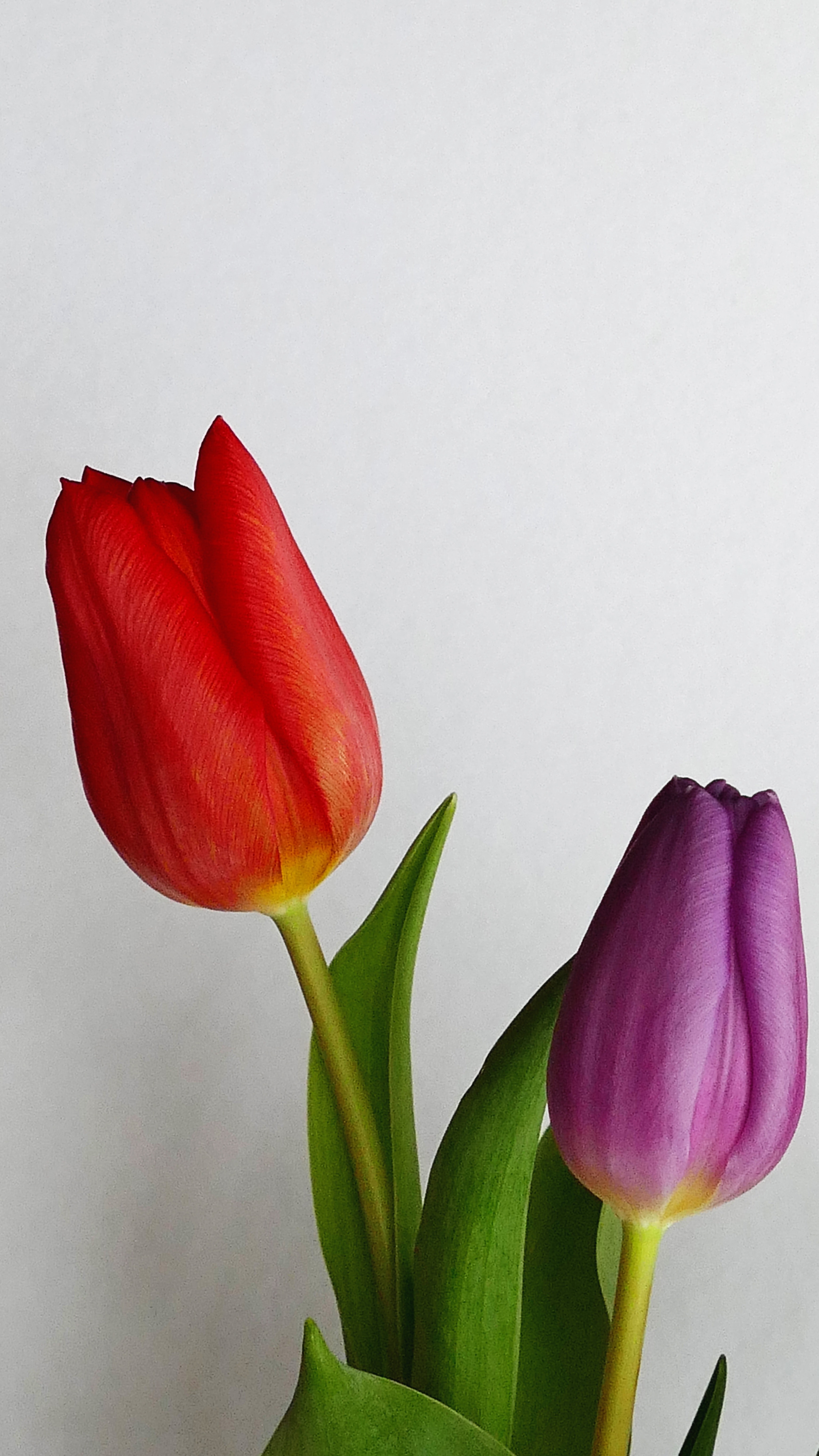 Wallpaper Tulips Wallpapers