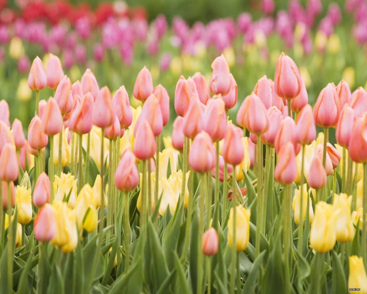 Wallpaper Tulips Wallpapers