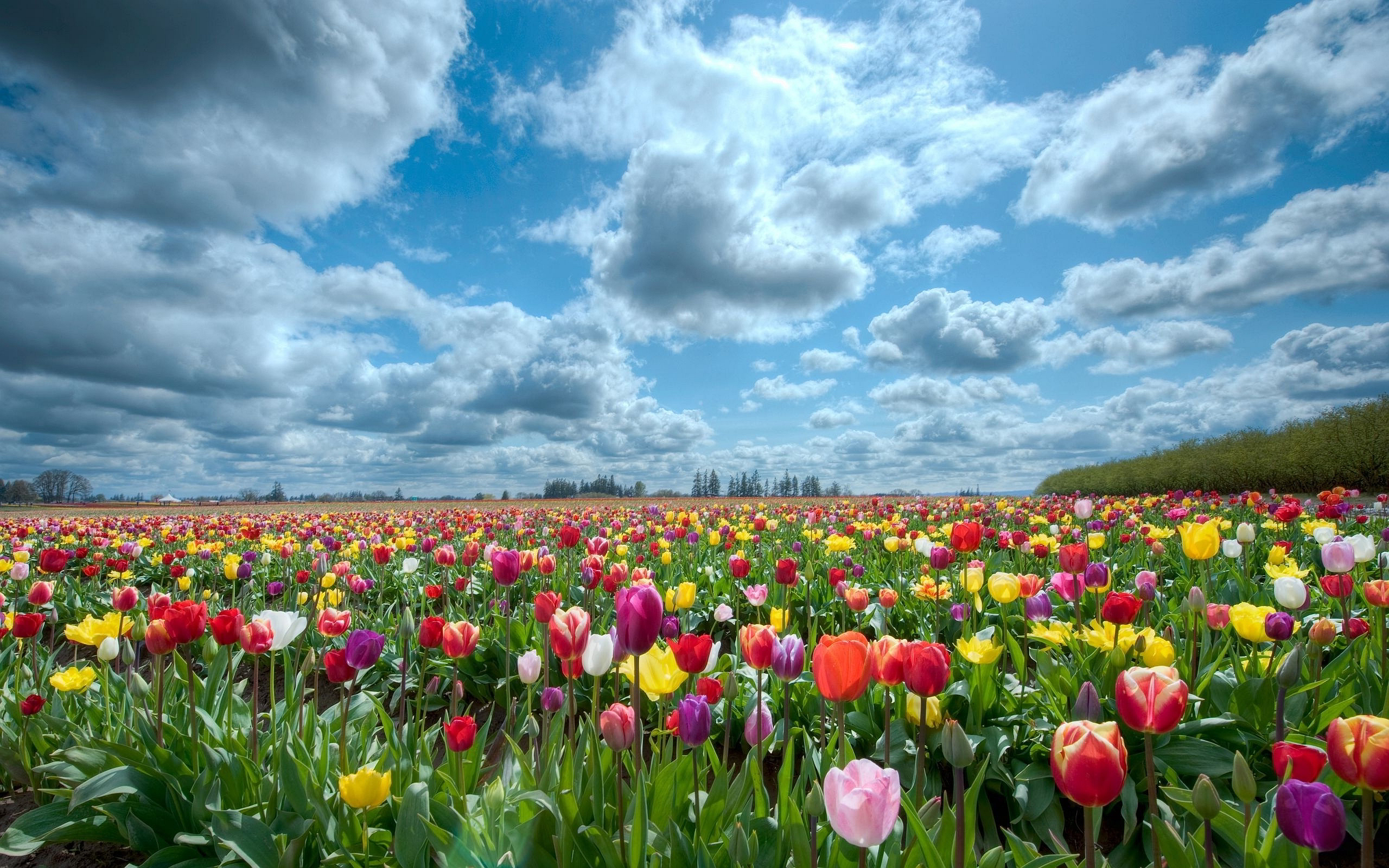 Wallpaper Tulips Wallpapers