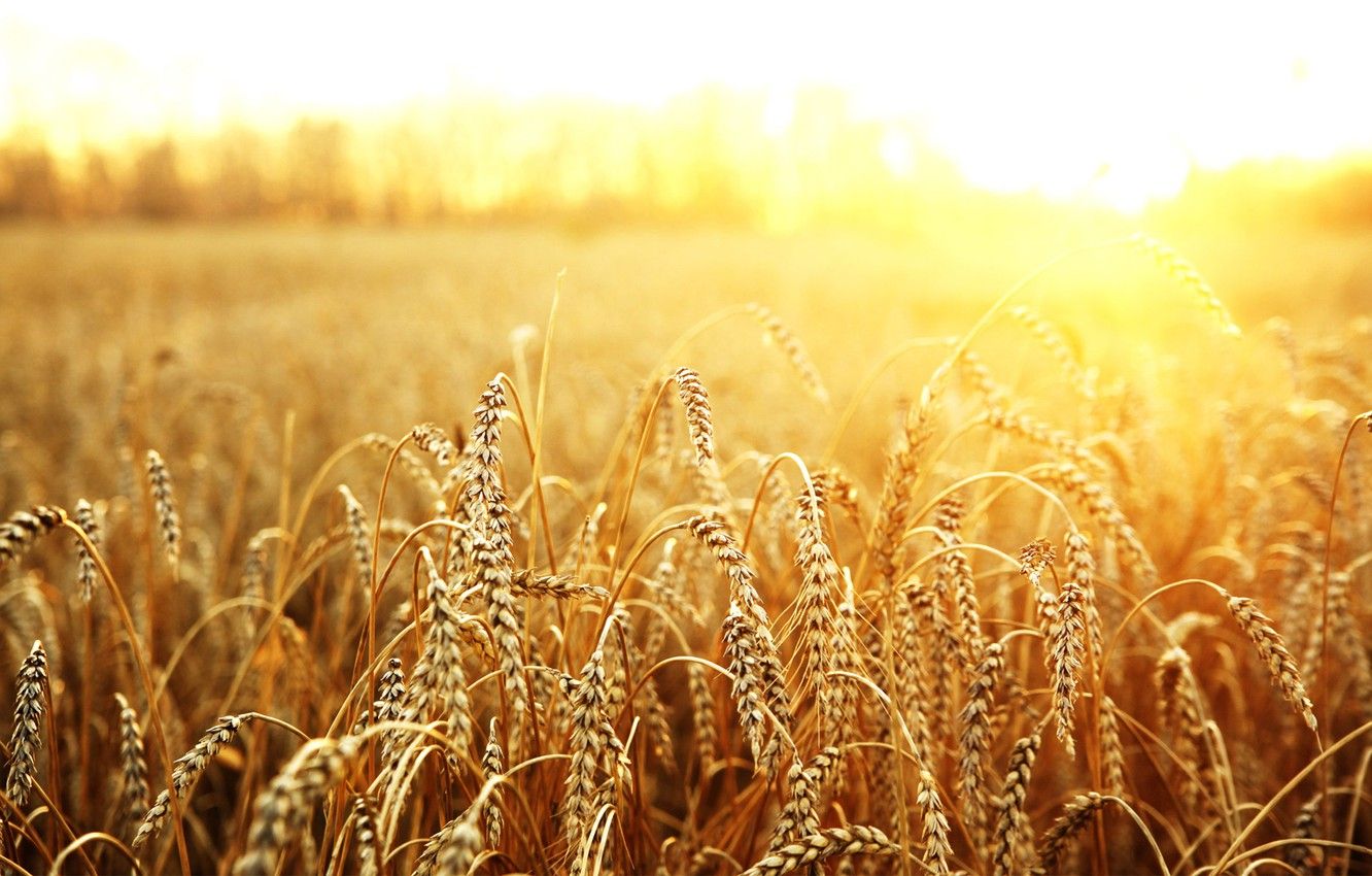 Wallpaper Wheat Field Wallpapers