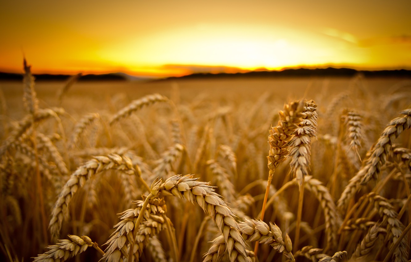 Wallpaper Wheat Field Wallpapers