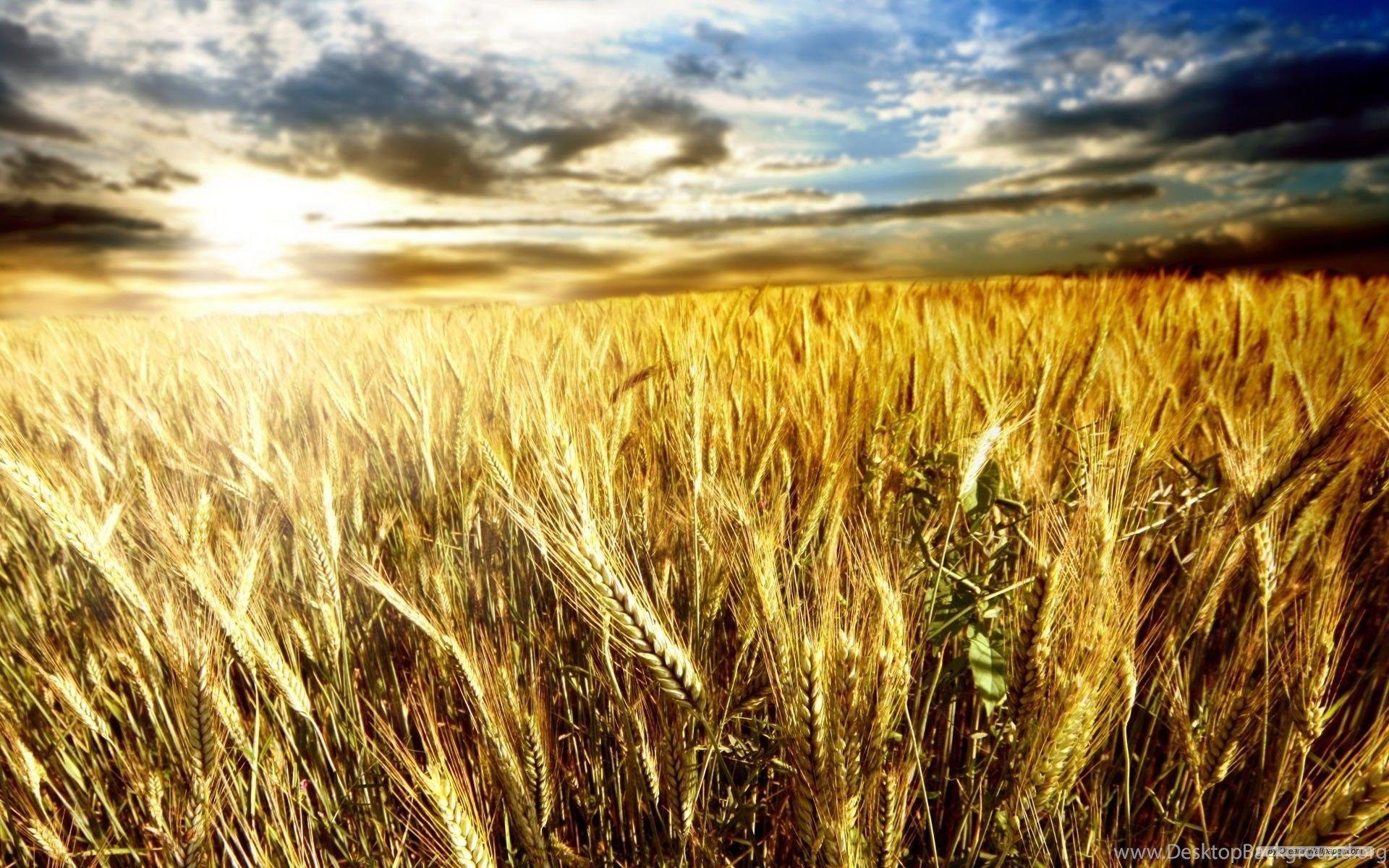 Wallpaper Wheat Field Wallpapers