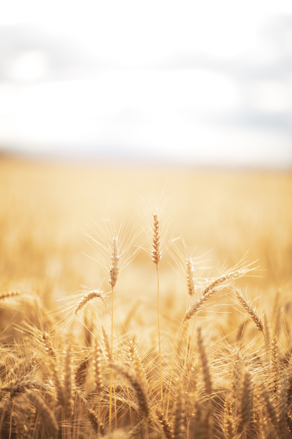 Wallpaper Wheat Field Wallpapers