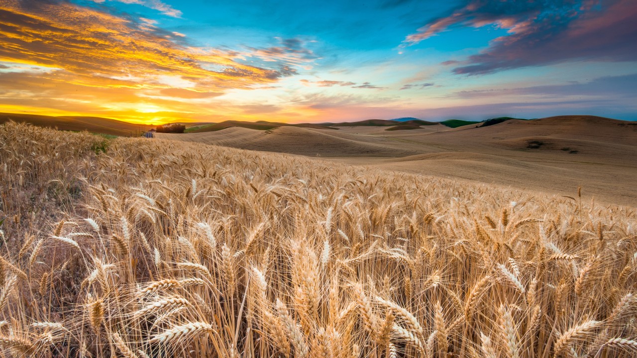 Wallpaper Wheat Field Wallpapers