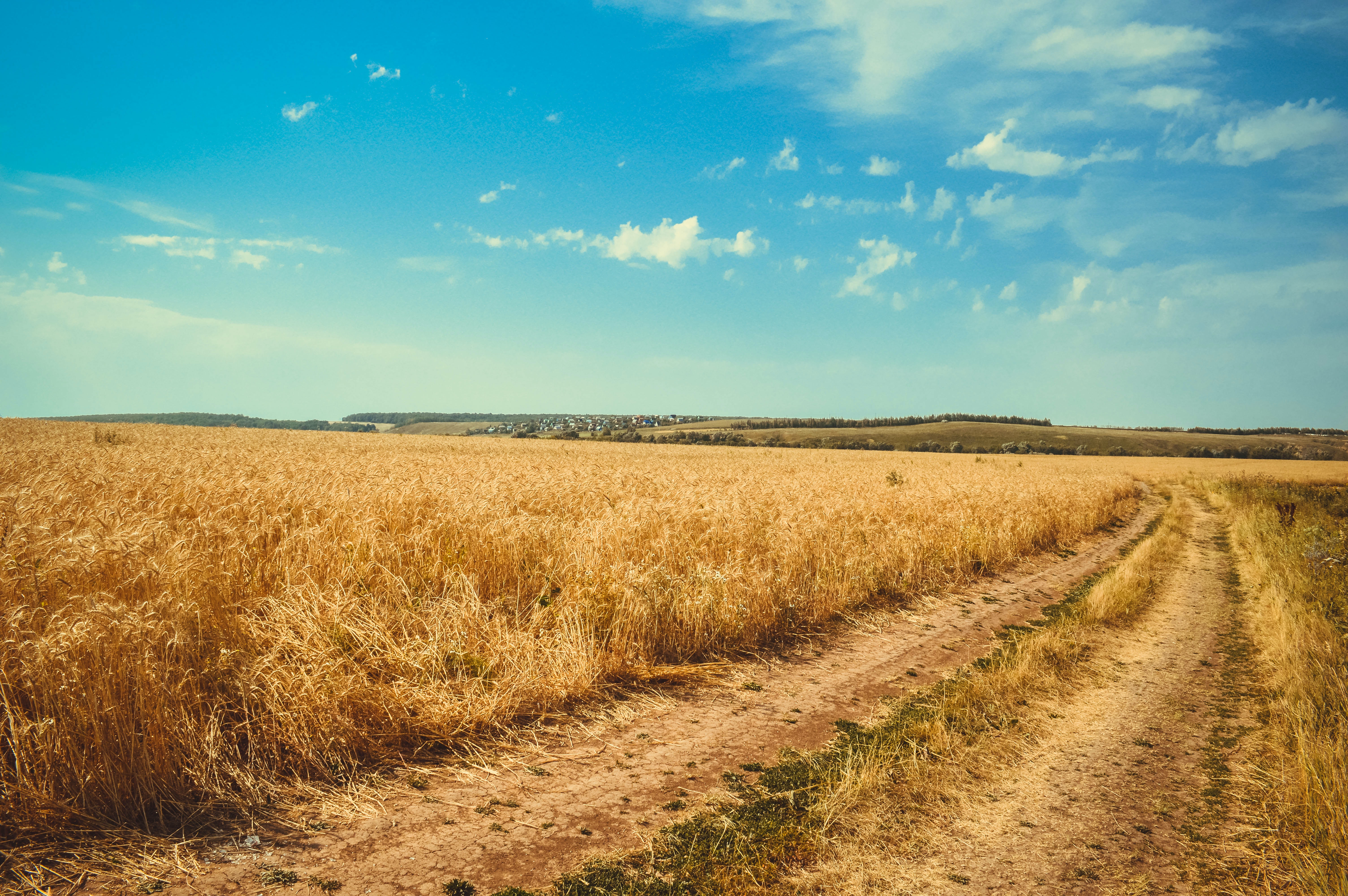 Wallpaper Wheat Field Wallpapers